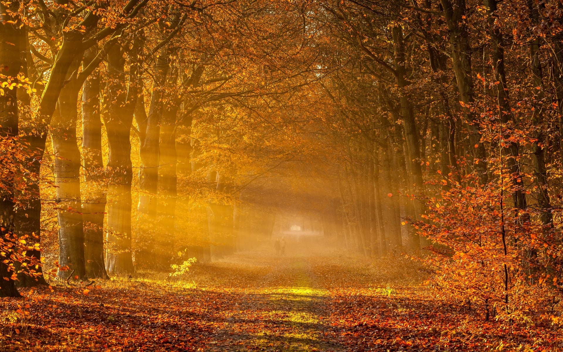 growth, woodland, landscape, 1080P, change, tree, idyllic, land, nature, beauty in nature, no people, leaves, autumn, road, autumn collection, tunnel, HD Wallpaper