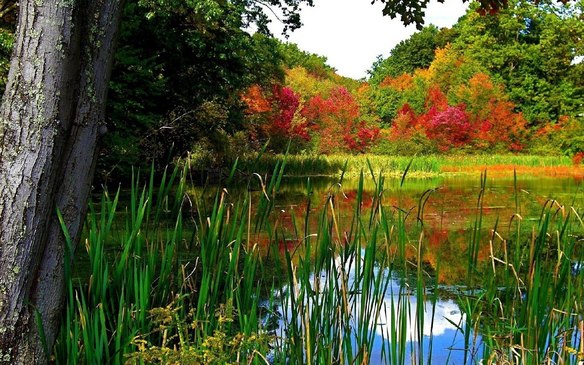 lake, outdoors, tree, change, tranquility, grass, water, reflection, scenics - nature, plant, 1080P, green color, no people, tranquil scene, autumn, nature, HD Wallpaper