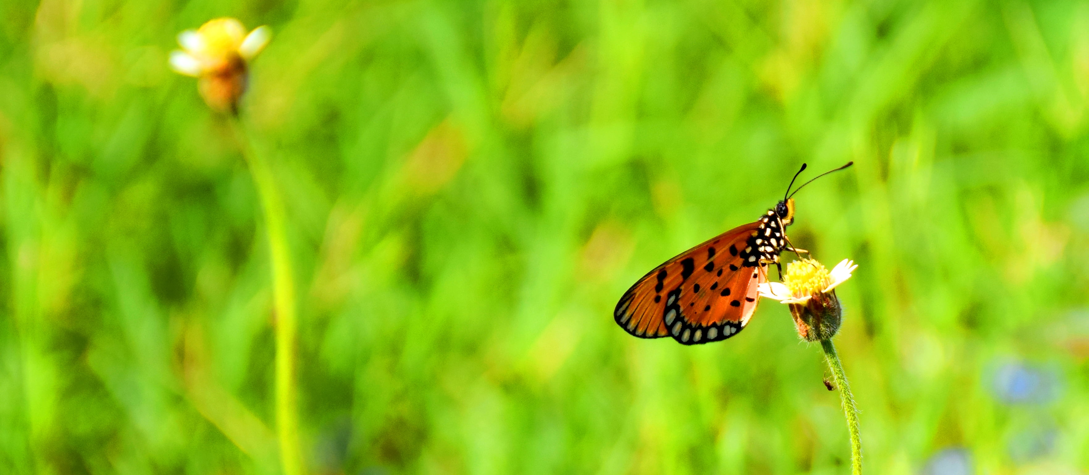 Flower, 2K, butterfly - Insect, Grass, close-up, insect, beauty In Nature, Why Not Me, animal Wing, multi Colored, butterfly  Butterfly, Feeling, tilt, HD Wallpaper