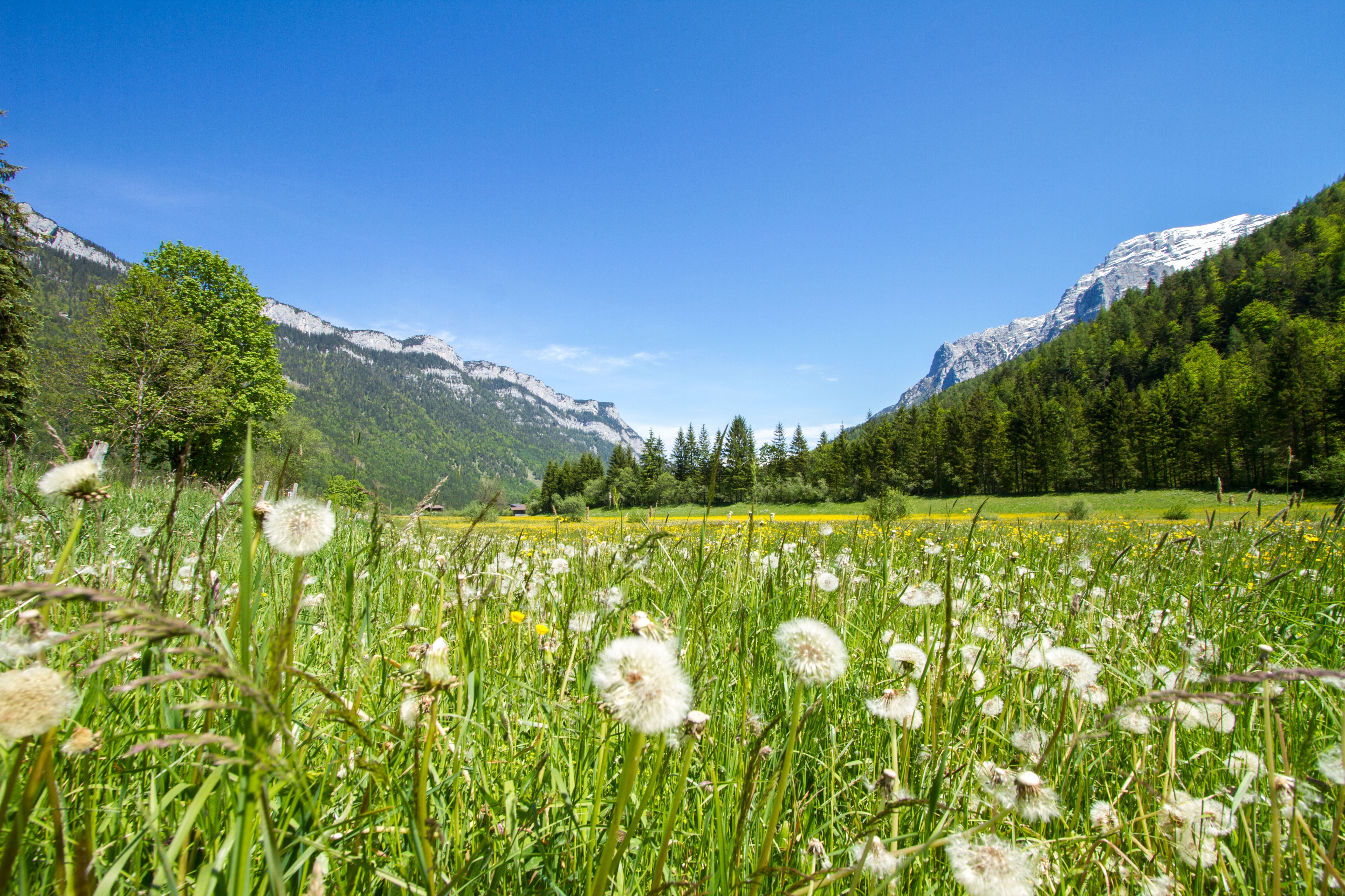 clear sky, waidring, environment, lofer, 5K, idyll, land, no people, plain, coniferous tree, dandelion, springtime, scenics - nature, loferer steinberge, HD Wallpaper