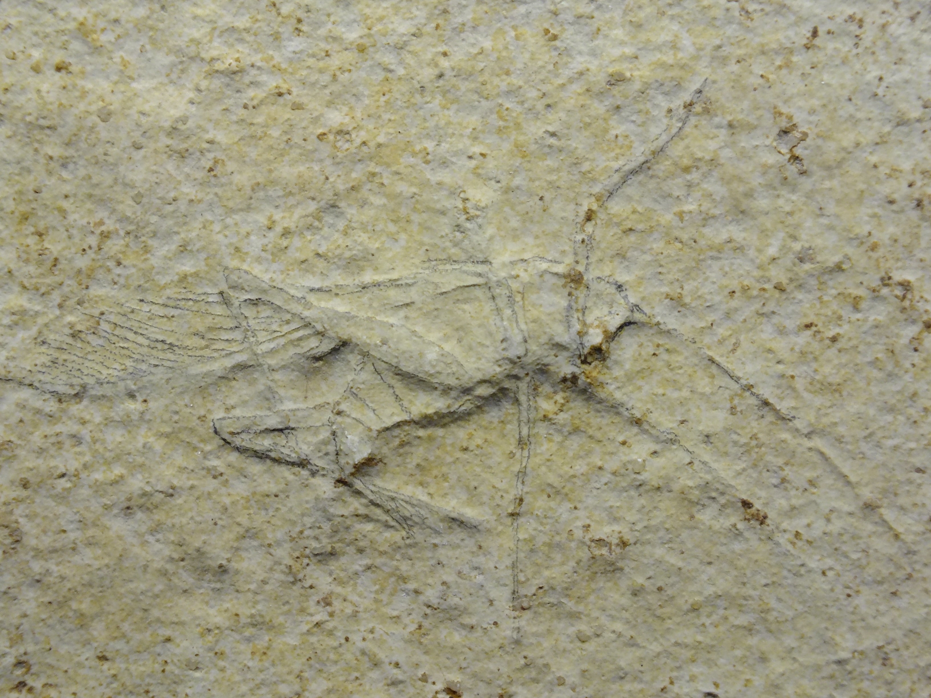 natural history museum, steinplatte, petrification, solid, pattern, fossil, rock, outdoors, no people, 2K, animal themes, history, marble, close-up, ancient, HD Wallpaper