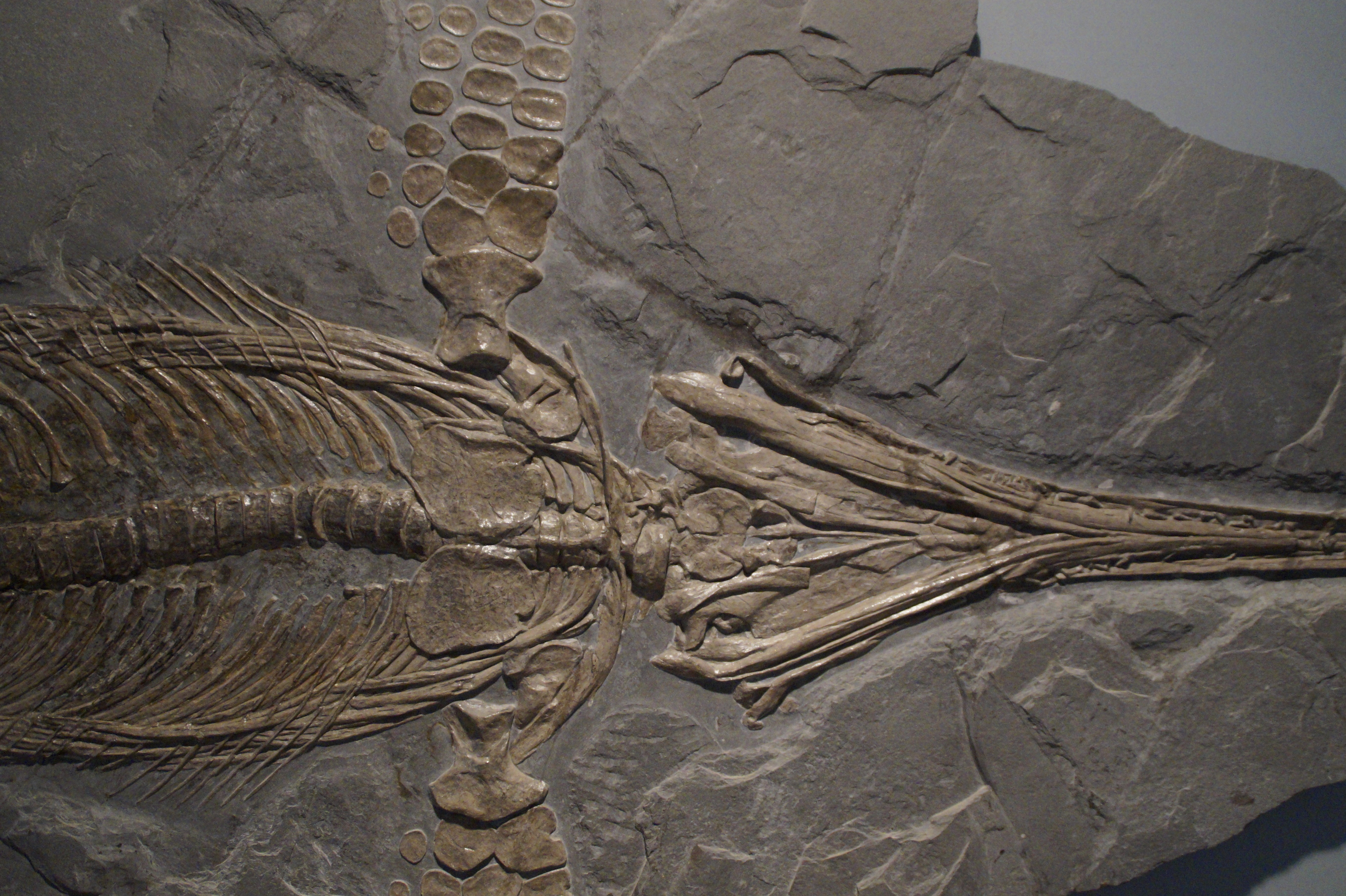 fossil, ancient civilization, prehistoric times, no people, science, the past, creativity, human representation, outdoors, skeleton, 5K, craft, hagbard, HD Wallpaper