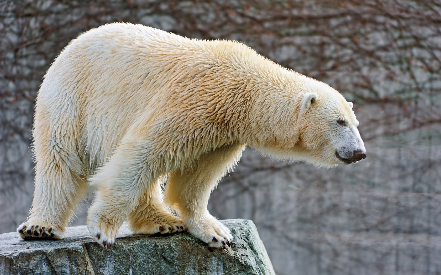 claw, one animal, wildlife, close-up, snow, endangered Species, no people, animal, polar Bear, rock - object, arctic, 720P, mammal, outdoors, profile view, HD Wallpaper