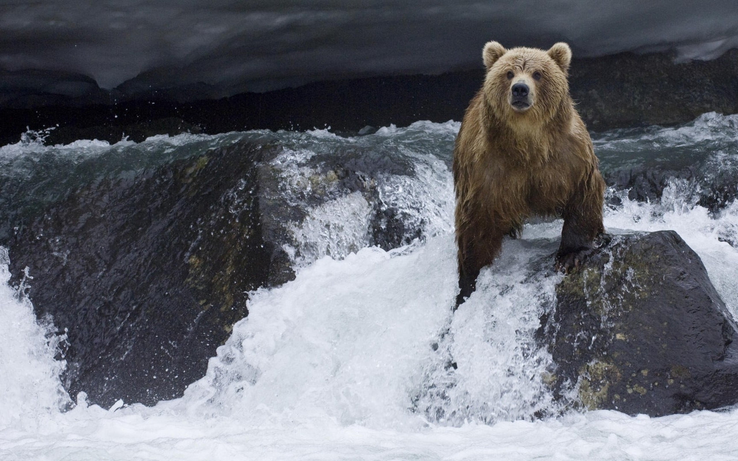 brown, animals In The Wild, animal, mammal, rock - object, danger, forest, arctic, current, alaska - Usa State, motion, brown Bear, bear, stones, outdoors, HD Wallpaper