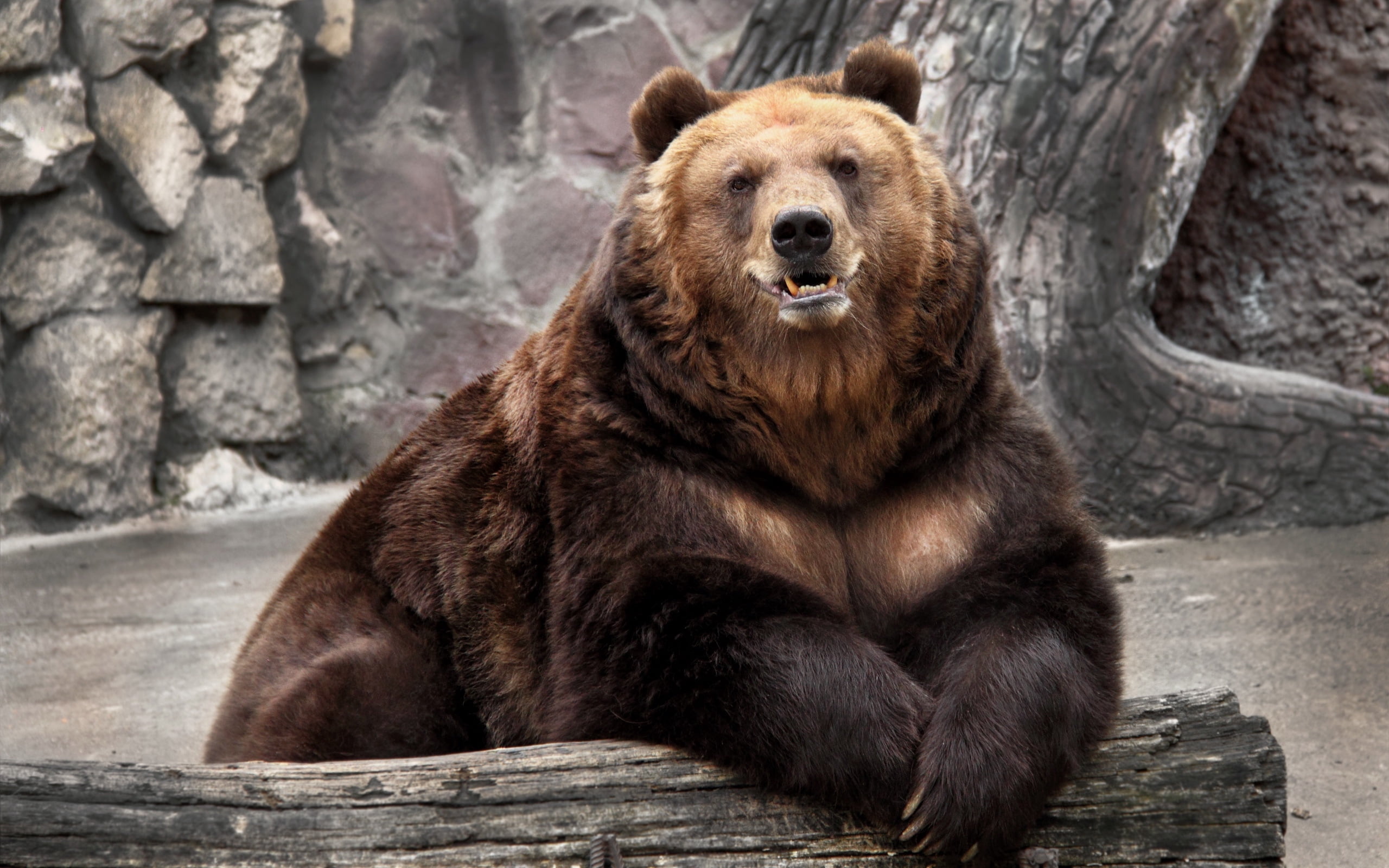 large, relaxation, forest, outdoors, brown Bear, no people, mammal, day, reserve, cute, animals In The Wild, 2K, mouth open, alaska - Usa State, vertebrate, HD Wallpaper