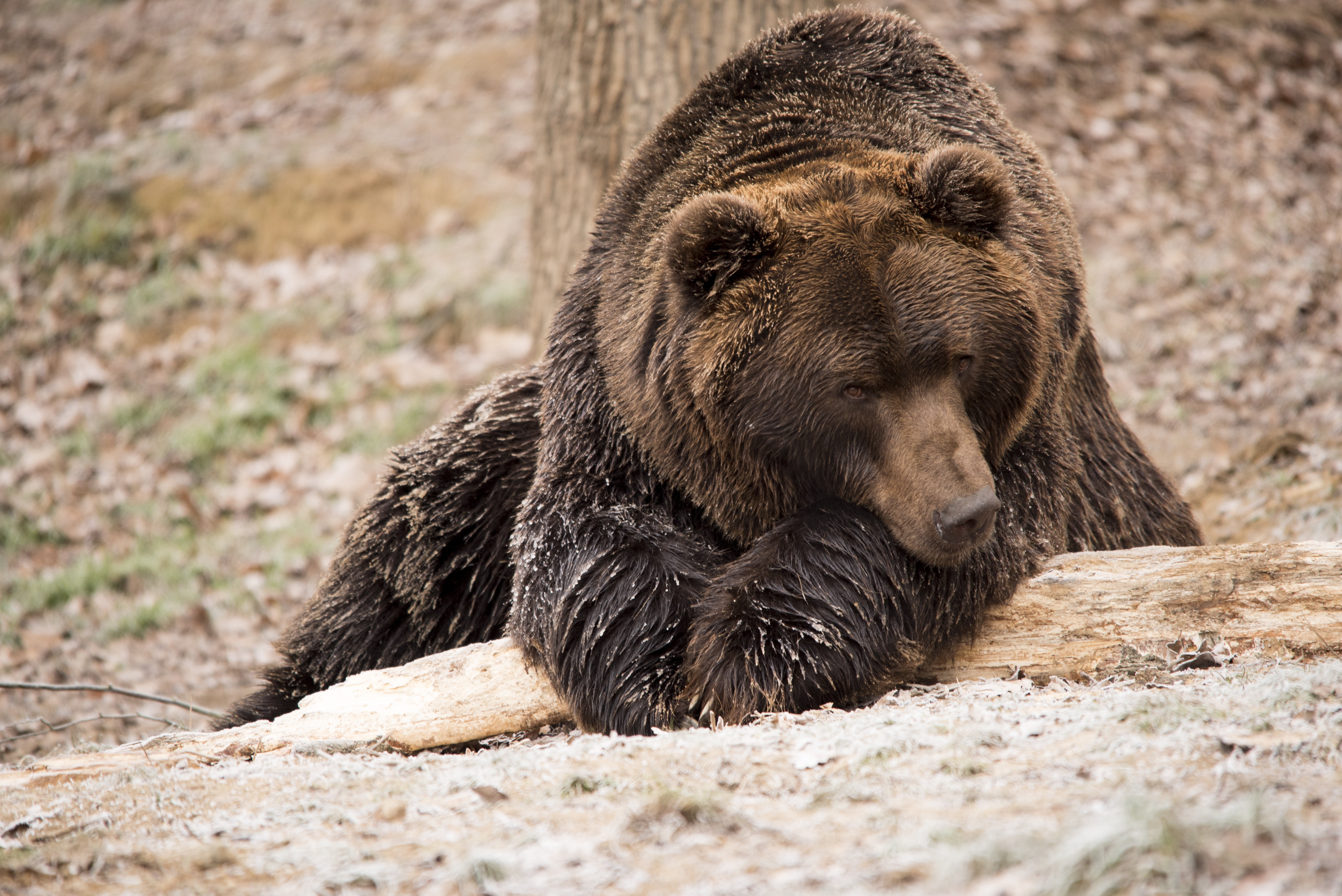 outdoors, one Animal, carnivore, danger, zoo, relaxation, nature, canada, hunting, grizzly bear, 5K, animals In The Wild, animal, day, animal wildlife, HD Wallpaper