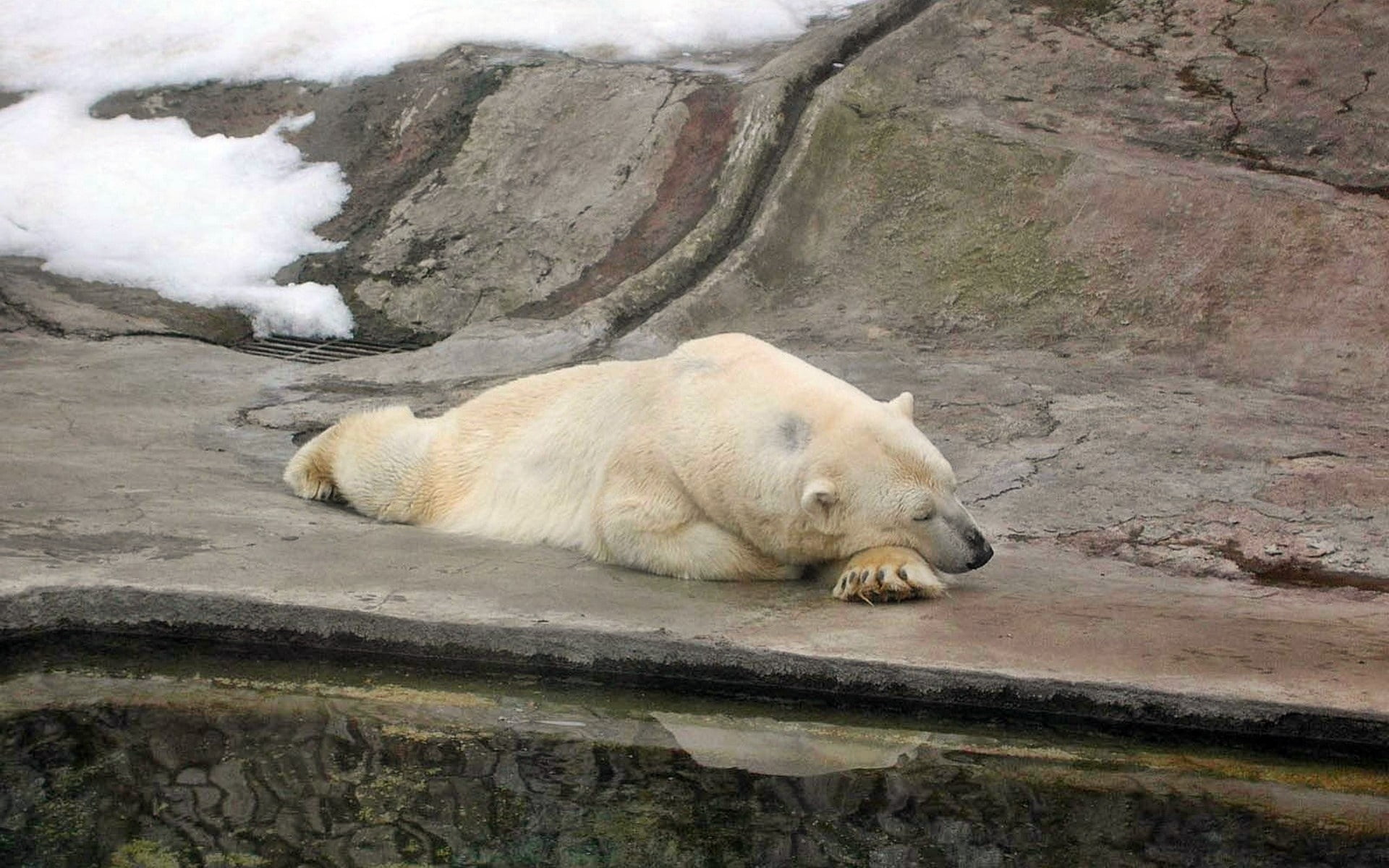 lie, sleeping, animal, arctic, wildlife, ice, polar Bear, 1080P, carnivore, polar, resting, animal themes, nature reserve, large, rock - object, mammal, HD Wallpaper