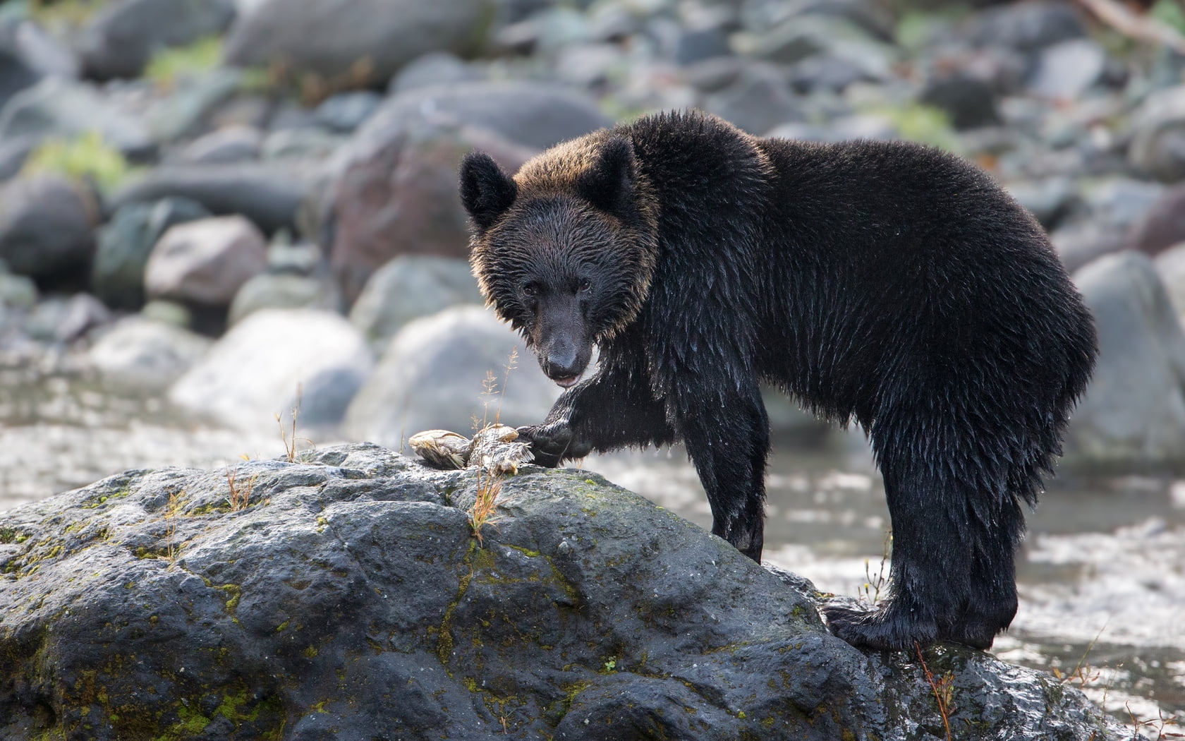 stone, nature, solid, rock - object, river, water, alaska - Usa State, fur, looking, rock, sunlight, animals In The Wild, vertebrate, one Animal, brown Bear, HD Wallpaper