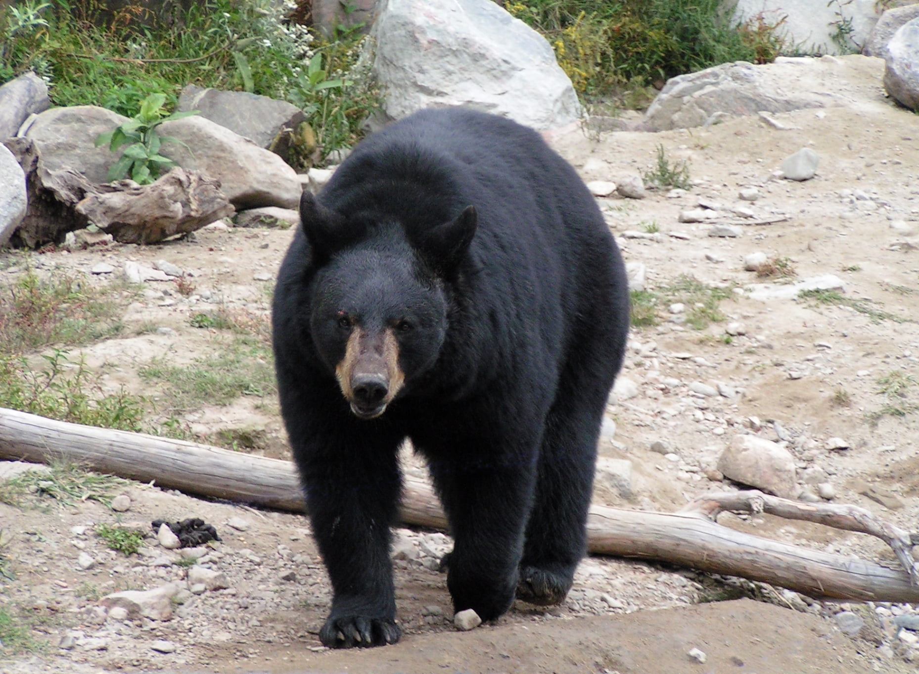 720P, bear, large, no people, outdoors, wildlife, animal wildlife, carnivore, zoo, danger, alaska - Usa State, walk, rock - object, brown Bear, animal, HD Wallpaper
