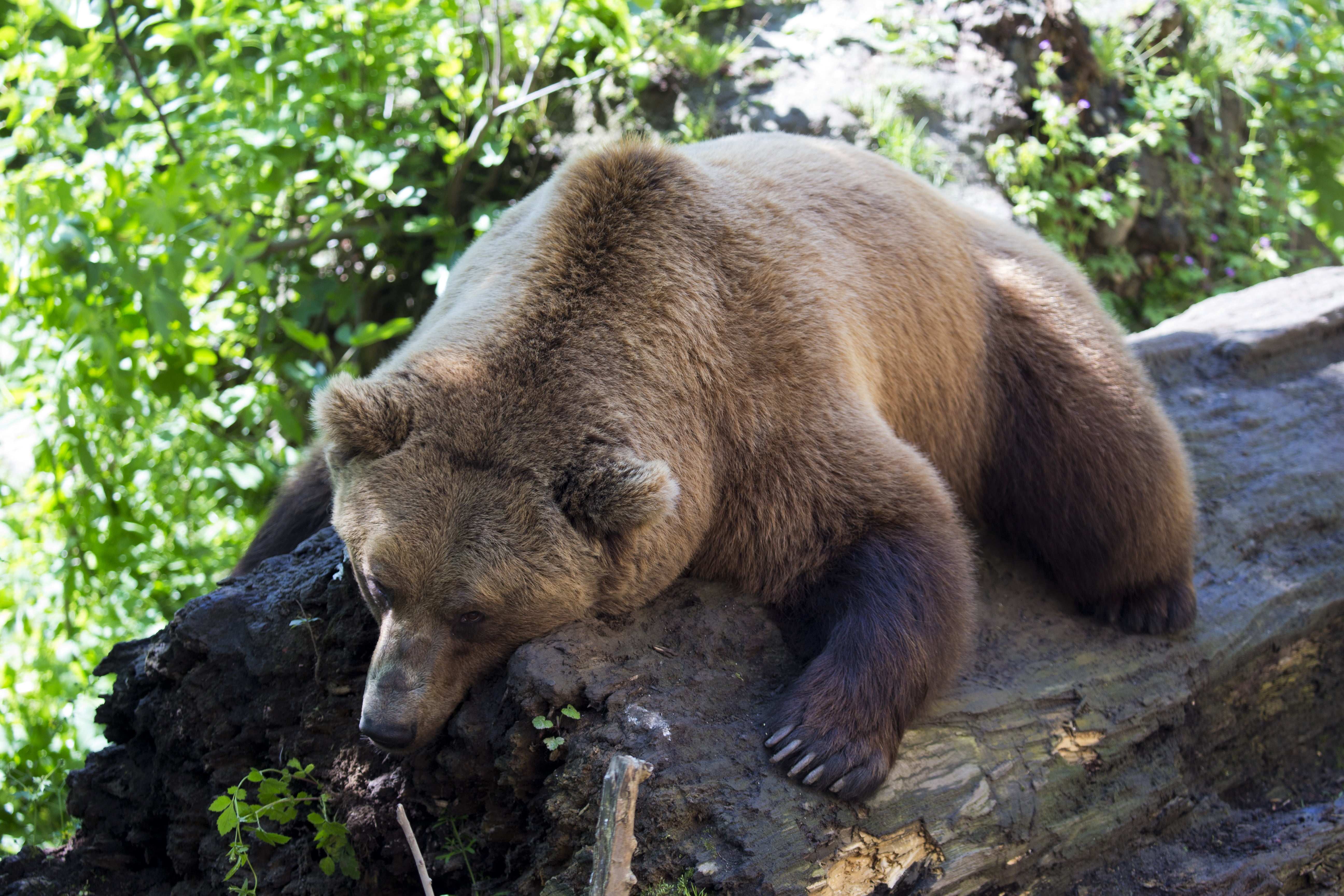 animals In The Wild, 5K, full length, forest, looking, carnivore, brown Bear, brown, outdoors, zoo, vertebrate, woodland, plant, no people, endangered Species, HD Wallpaper