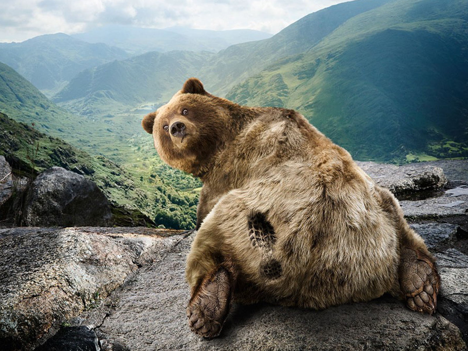 brown Bear, grizzly, large, solid, national Park, animal, environment, bear, outdoors, mammal, vertebrate, brown, wildlife, fur, forest, humor, no people, HD Wallpaper
