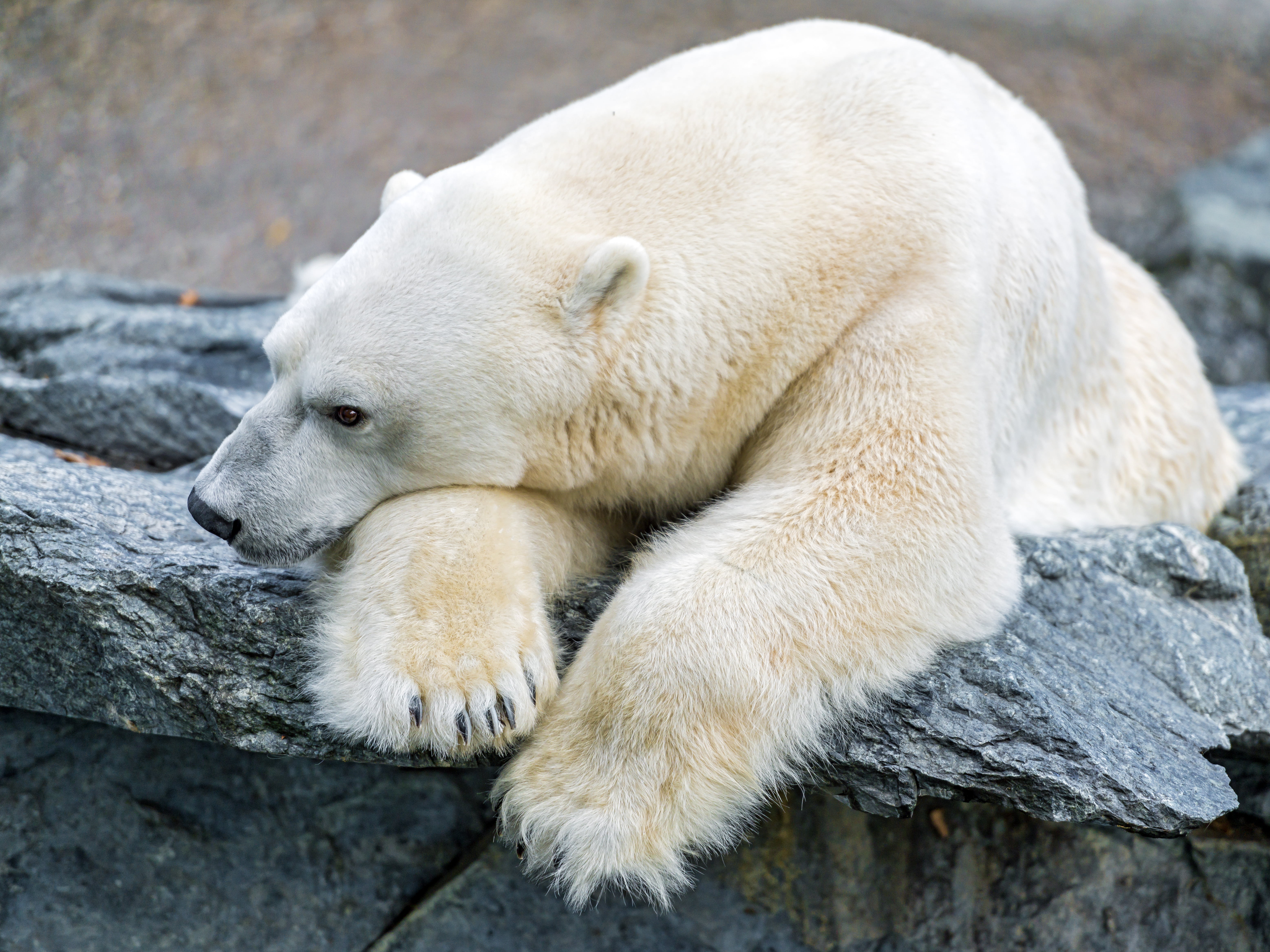 zoo, animal head, endangered Species, animal, arctic, 5K, polar, close-up, one animal, animal themes, sadness, mammal, day, rock, nature, relaxation, white, HD Wallpaper