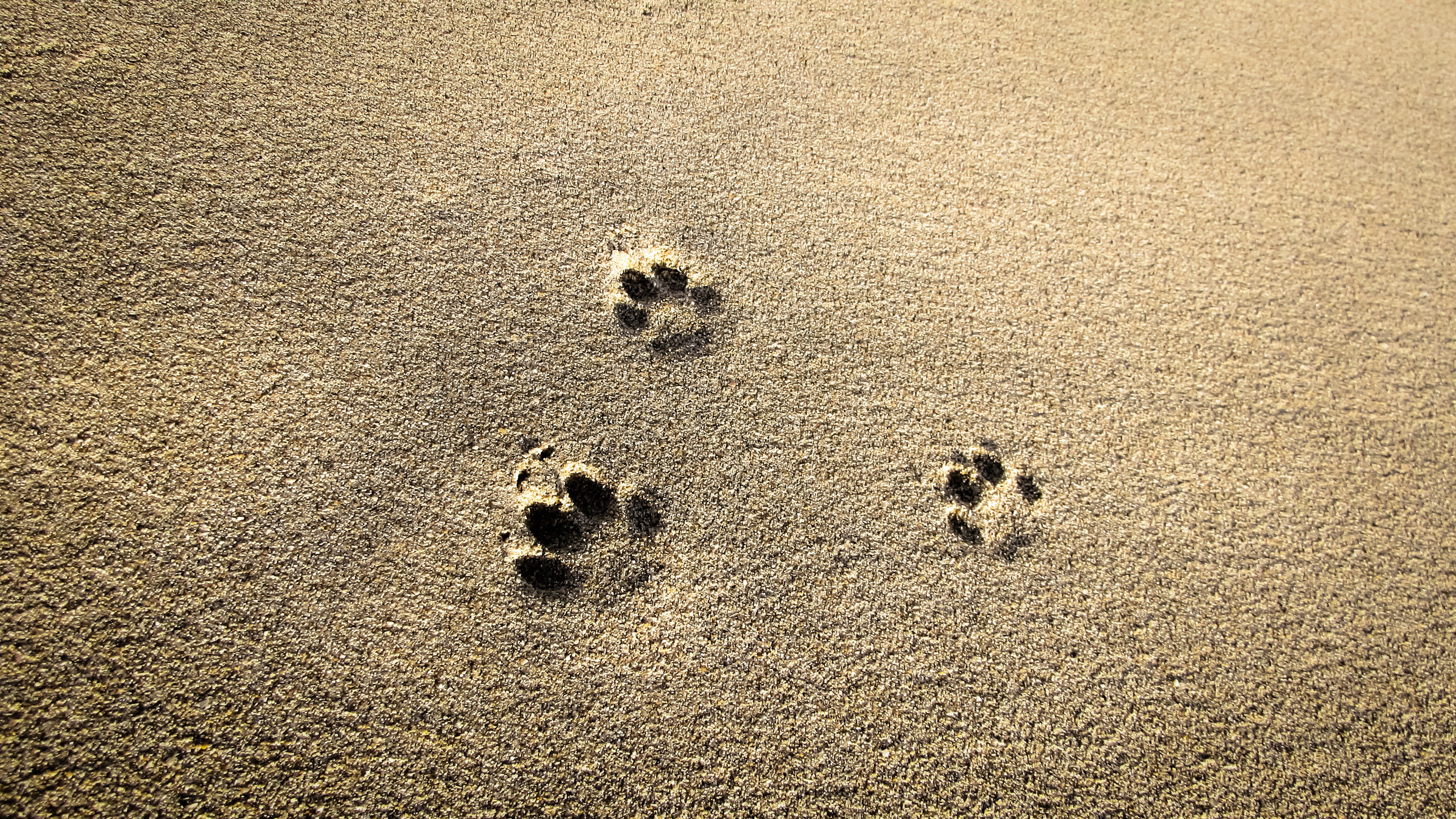 animal track, beach, footprint, sunlight, outdoors, tranquility, paw print, sand, animal, no people, backgrounds, full frame, wet, 4K, land, high angle view, HD Wallpaper