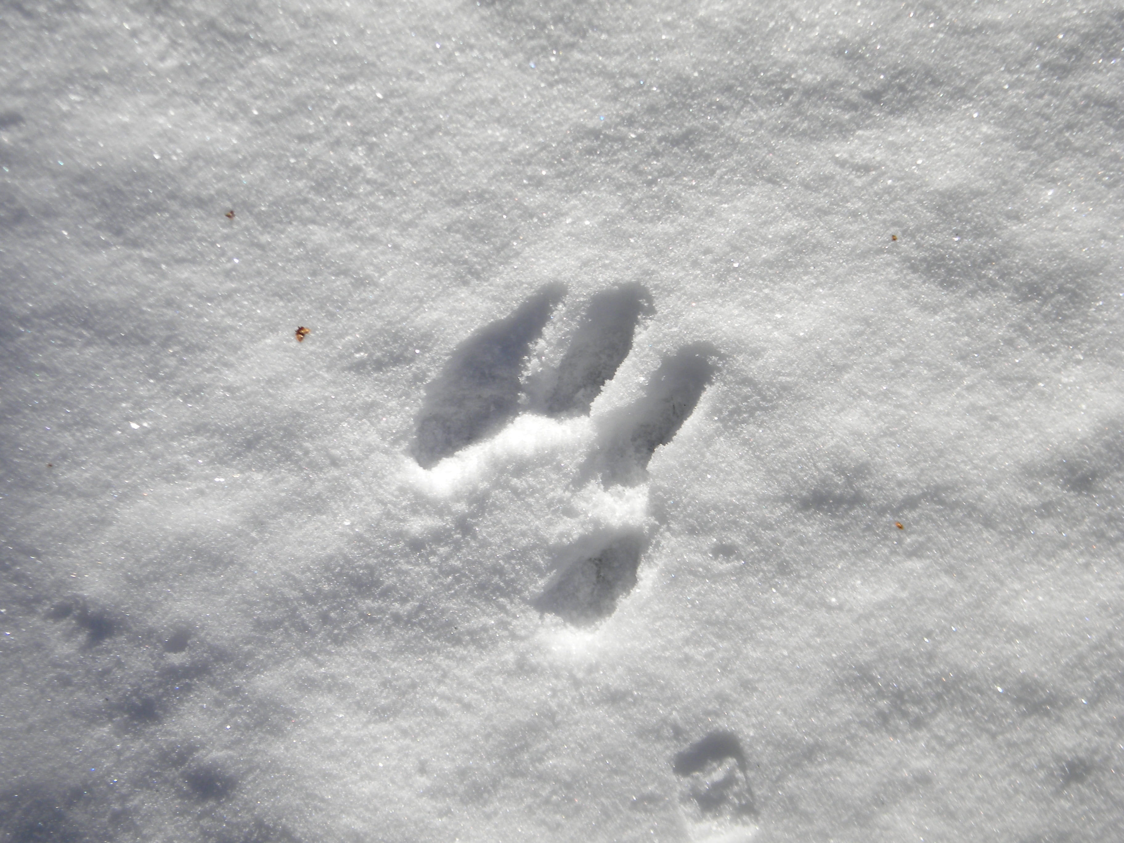 dog, powder snow, outdoors, Cold, 2K, field, paw print, close-up, trail, nature, Track, fox, wolf, print, winter, covering, white color, no people, footprint, HD Wallpaper