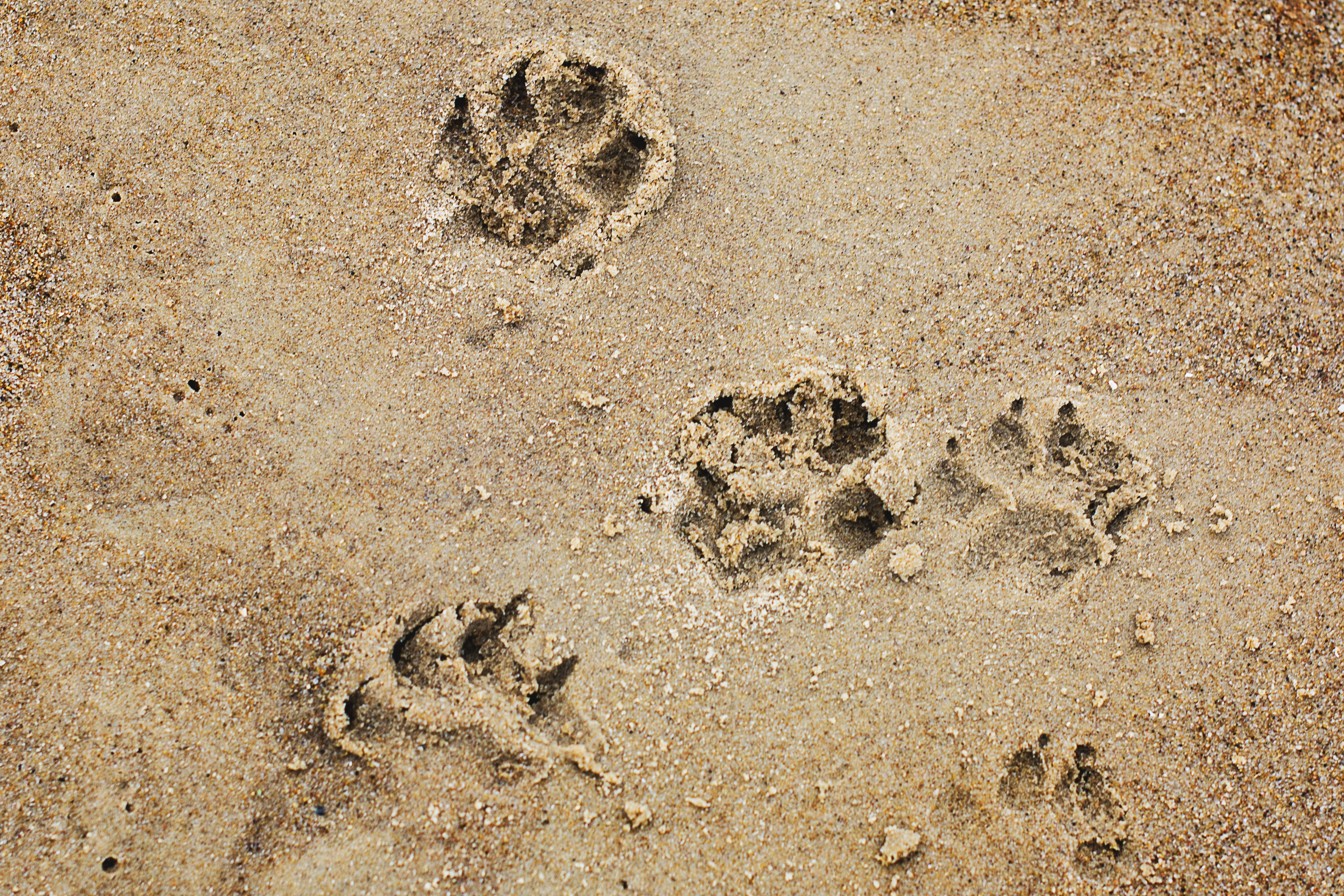 ocean, pop, no people, holidays, footprint, a friend of man, Paws, print, stay with the pet, sea, paw print, 4K, beige, representation, sunlight, prints, HD Wallpaper