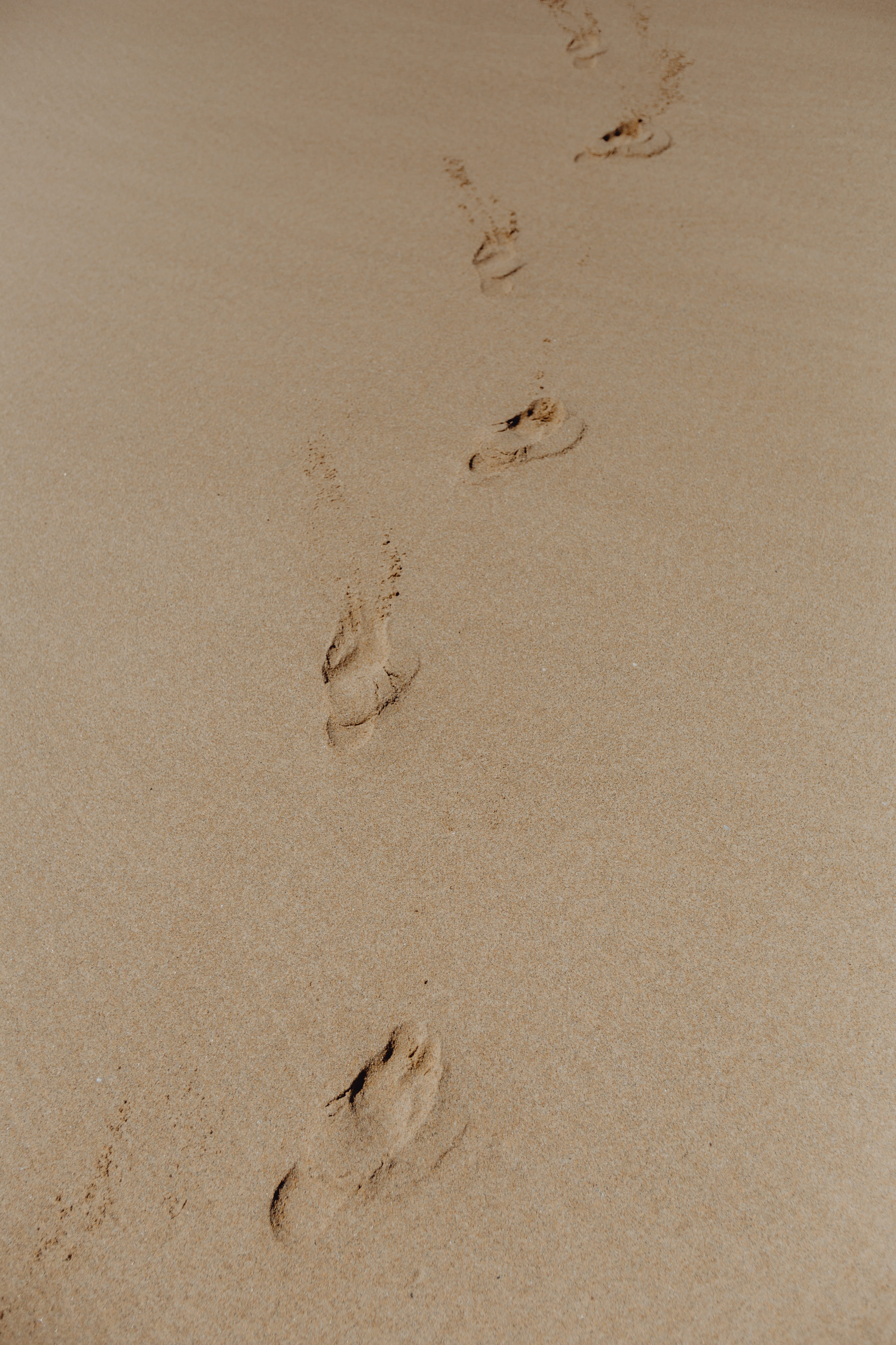track - imprint, algarve, tranquility, summer, nature, pattern, print, mystery, footprint, 5K, wet, backgrounds, paw print, no people, high angle view, Phone HD Wallpaper