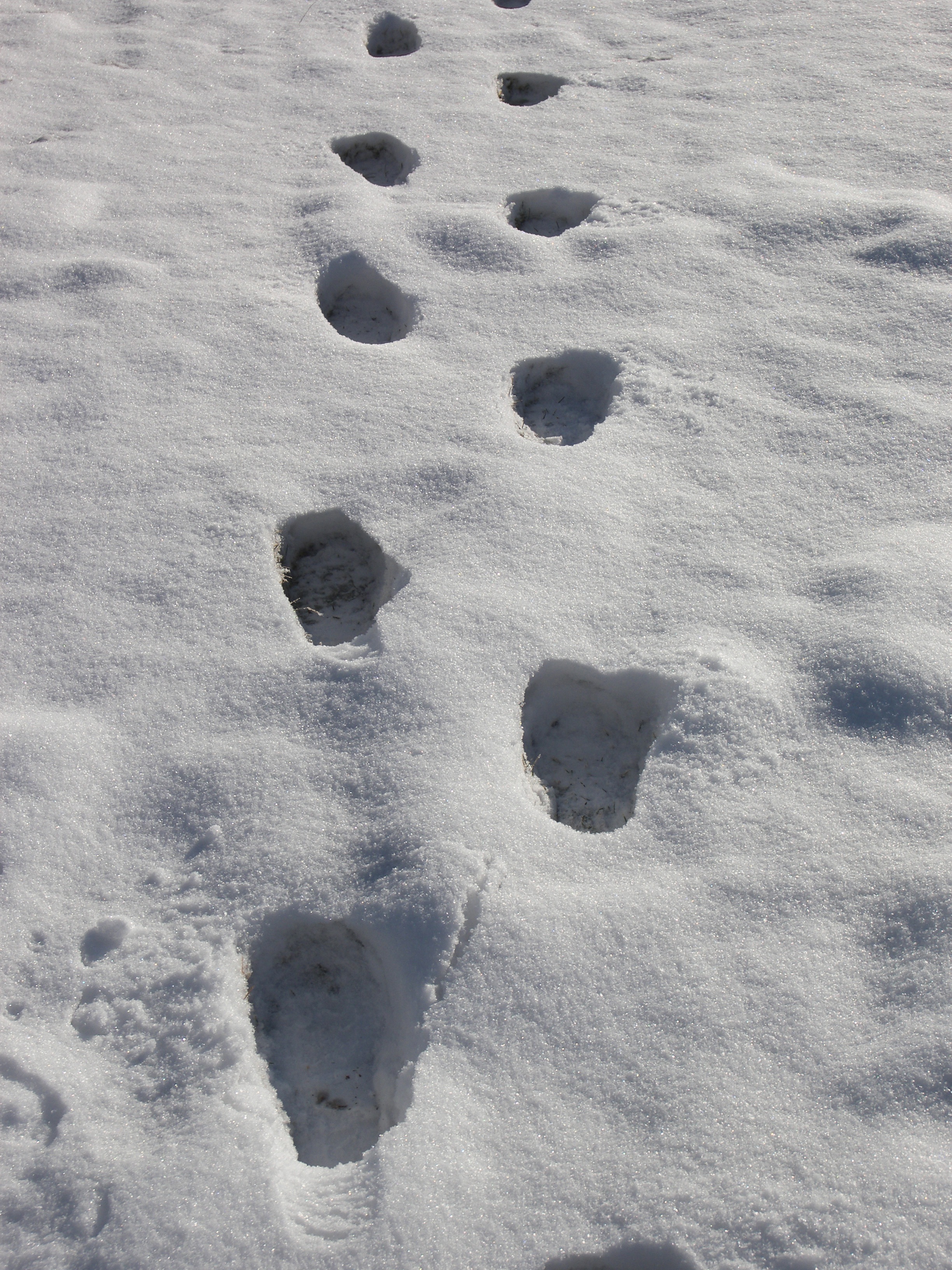 print, snow prints, close-up, high angle view, covering, foot tracks, pattern, 2K, beauty in nature, cold temperature, white color, paw print, footprints, Phone HD Wallpaper