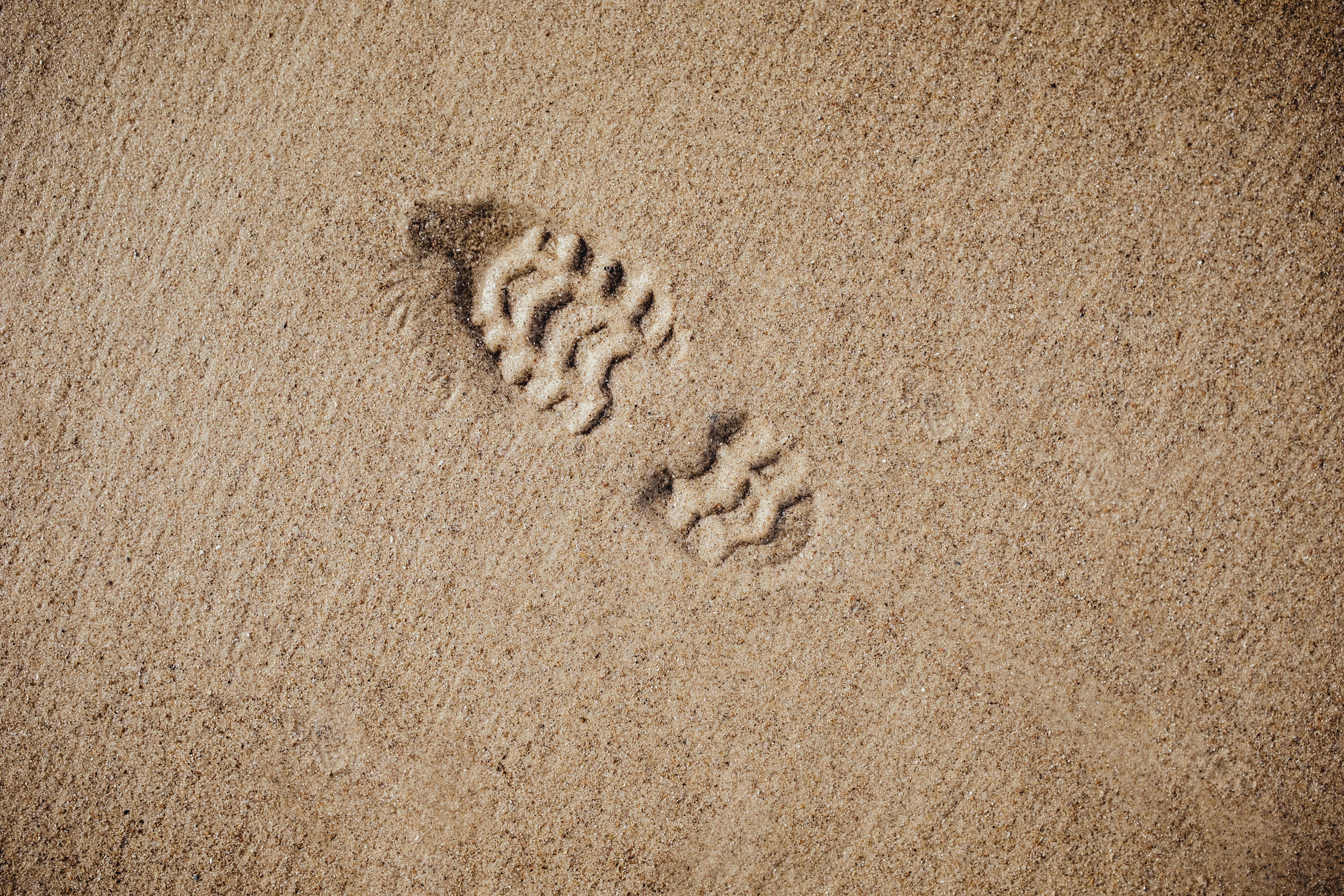 brown, animal themes, land, outdoors, footprint, sandy, track - imprint, full frame, print, beach, day, foot, boot print, backgrounds, no people, photography, HD Wallpaper