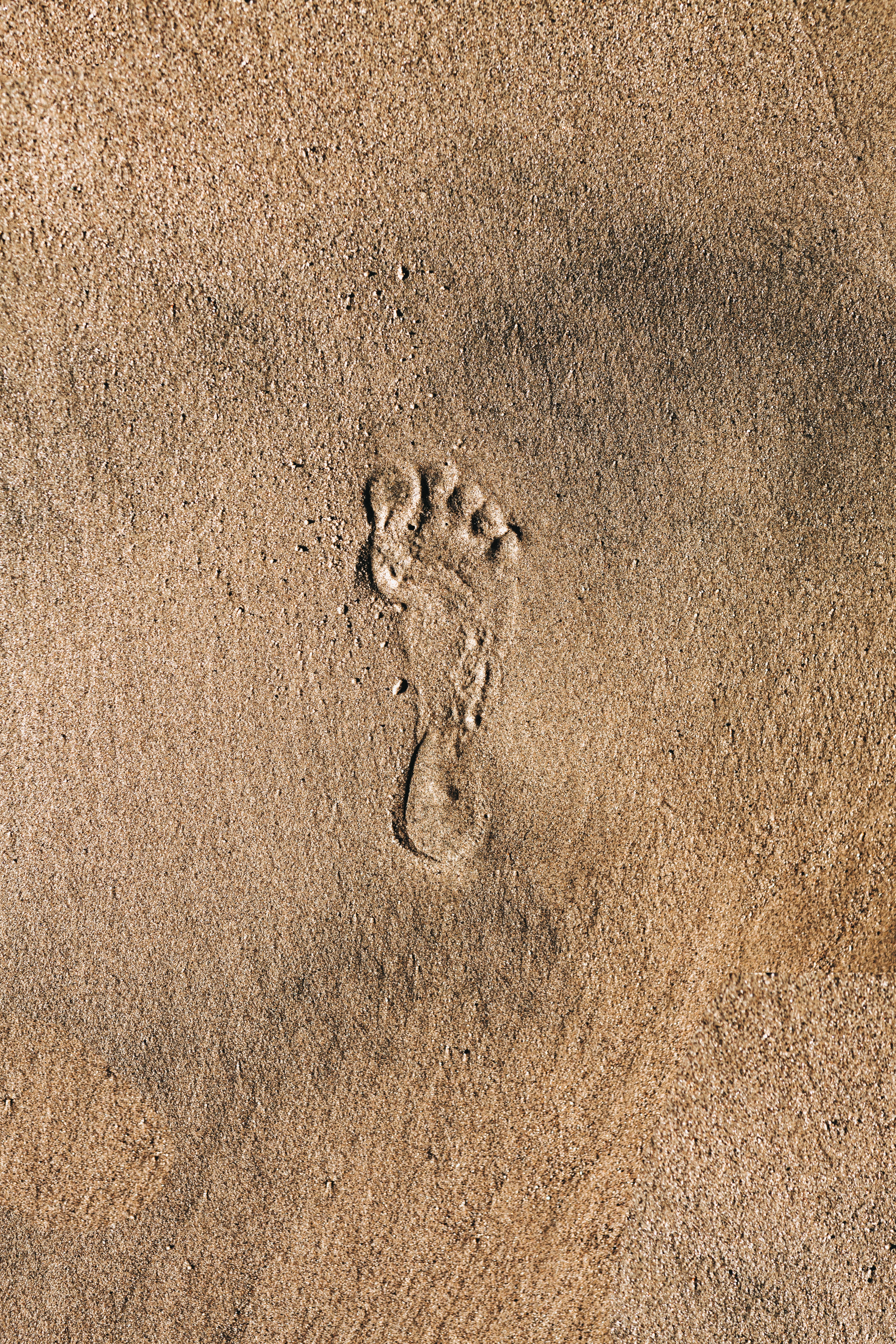 track - imprint, animal themes, grains, land, animal, sand, 5K, backgrounds, no people, brown, print, foot, beach, outdoors, paw print, nature, high angle view, Phone HD Wallpaper