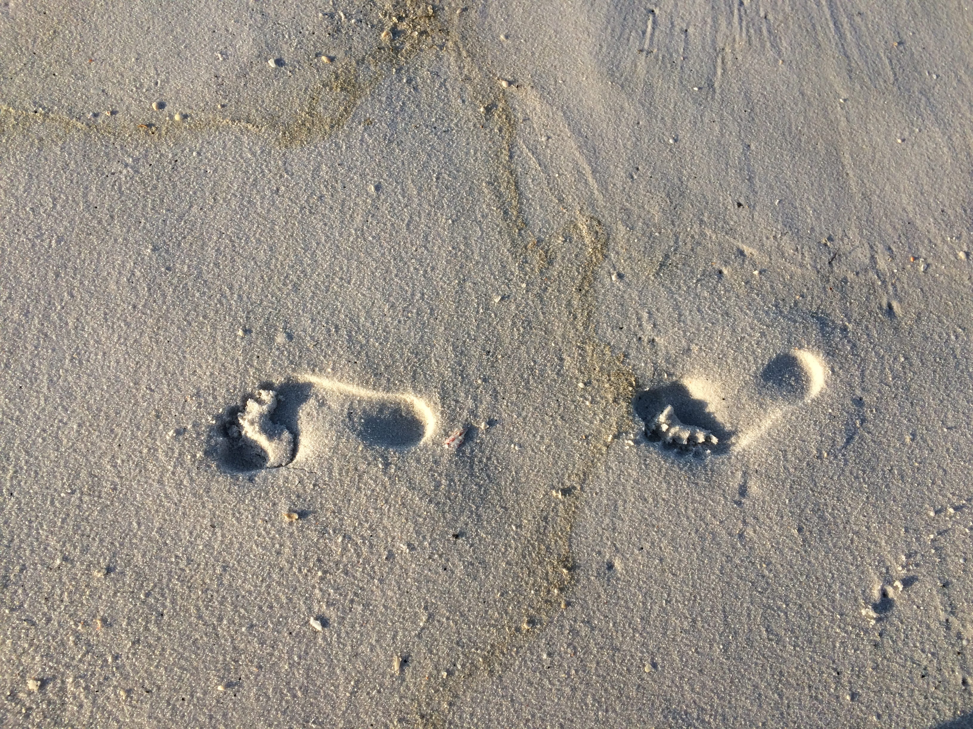 high angle view, mammal, absence, mud, soil, wet, 2K, coast, footprint, water, ocean, sea, animal track, sunlight, foot prints, no people, day, nature, HD Wallpaper