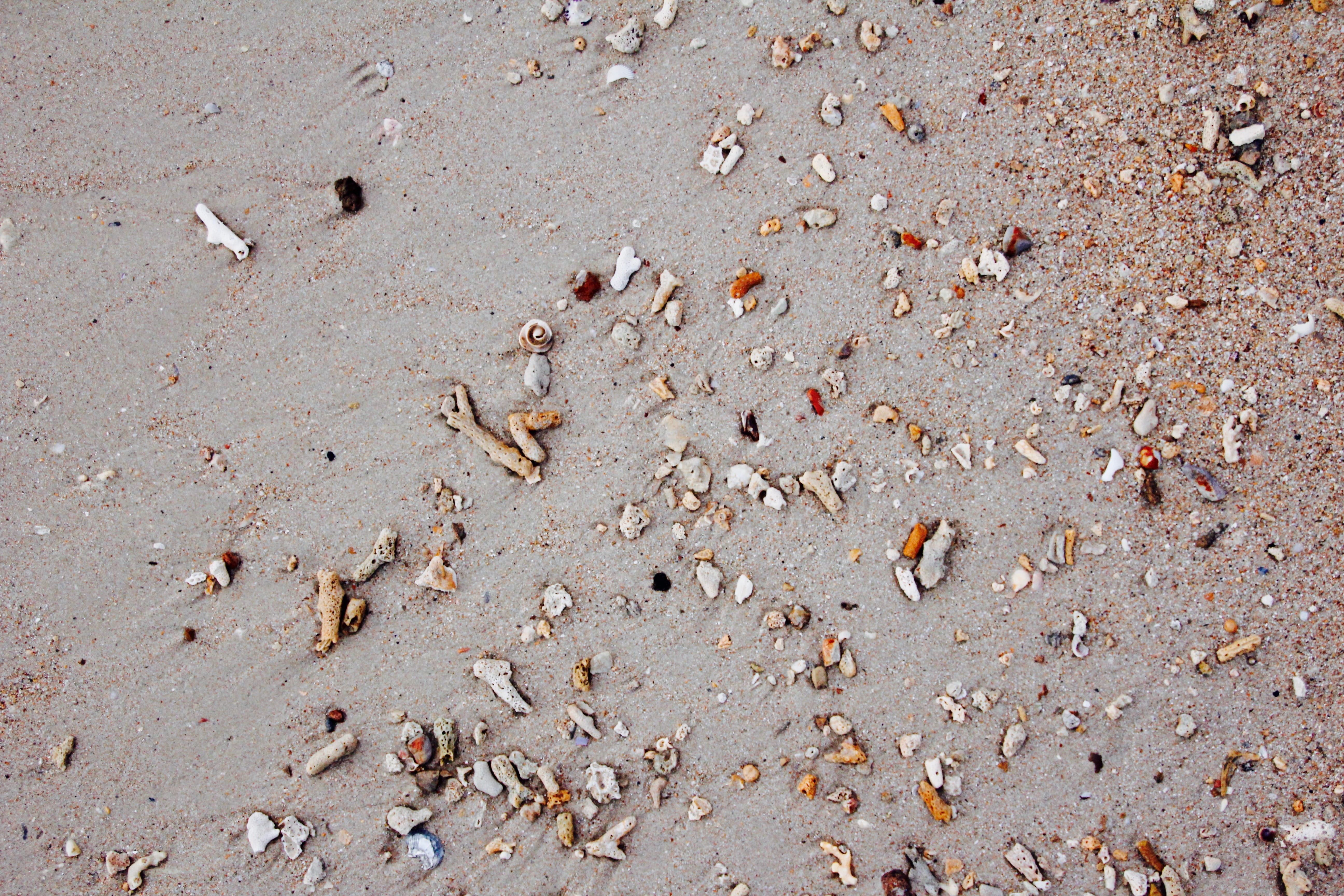 tranquility, Stones, land, 5K, Beach, Mussels, close-up, shells, backgrounds, field, track - imprint, full frame, textured, footprint, sunlight, brown, HD Wallpaper