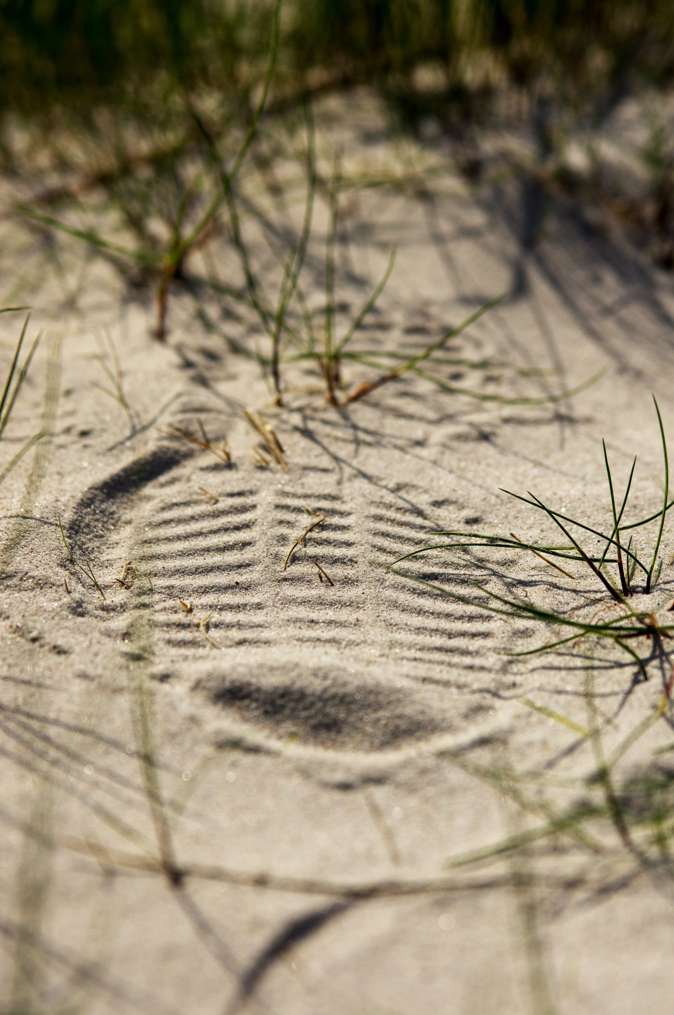 close-up, fine grain, sand road, field, shoe print, no people, grass, text, sole imprint, reprint, land, 4K, communication, nature, outdoors, scribble, Phone HD Wallpaper