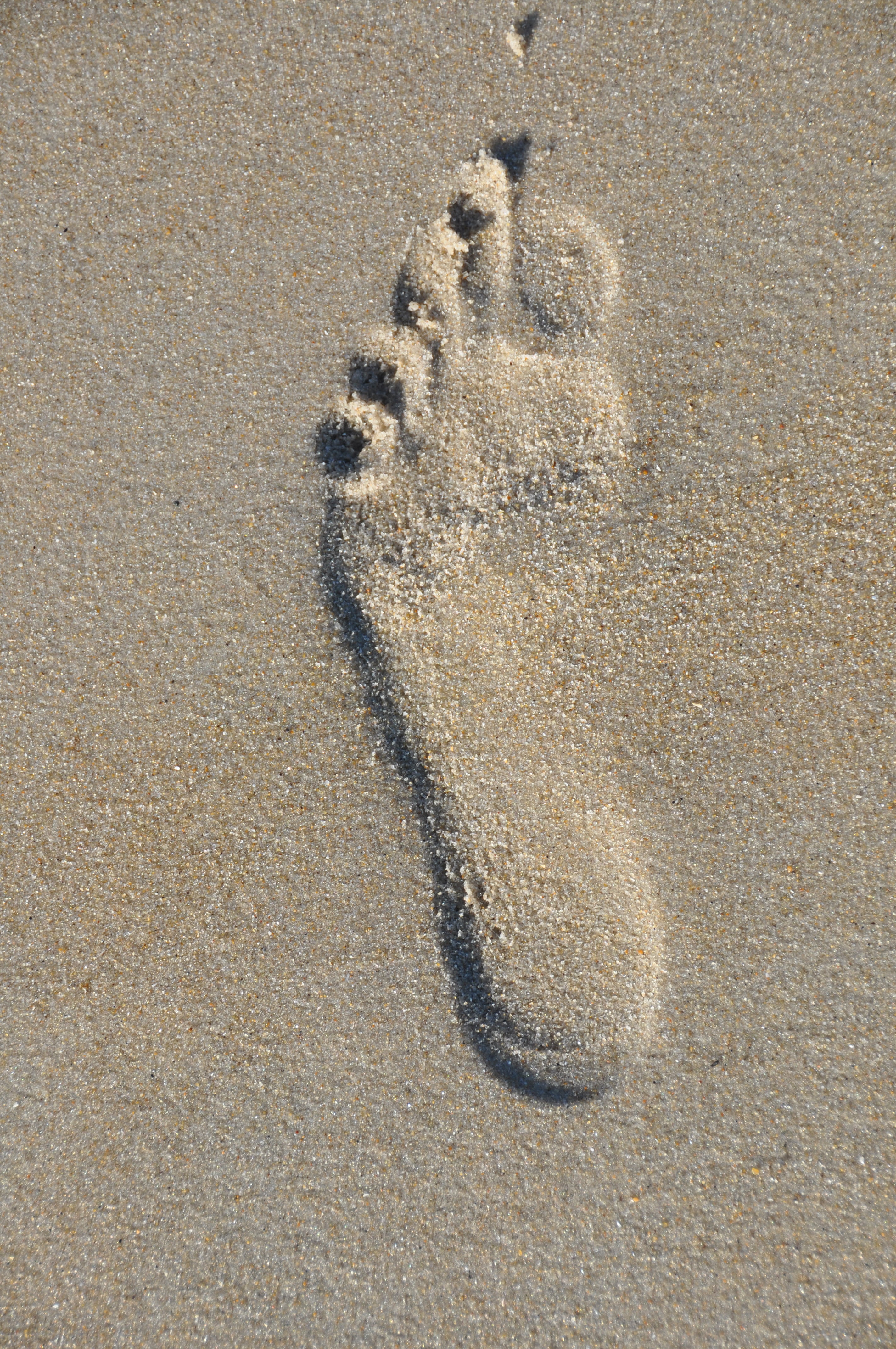 walk, pattern, textured, sunlight, symbol, animal, outdoors, imprint, beach, day, transience, seashore, high angle view, shadow, track, tranquility, paw print, Phone HD Wallpaper