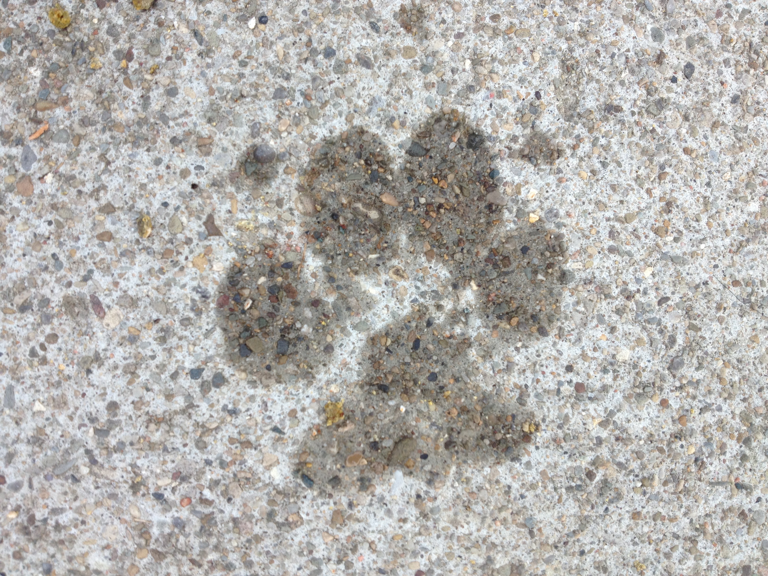 surface, nature, pet, high angle view, directly above, imprint, 2K, animals in the wild, sea, animal, pattern, land, paw print, track, marine, full frame, HD Wallpaper