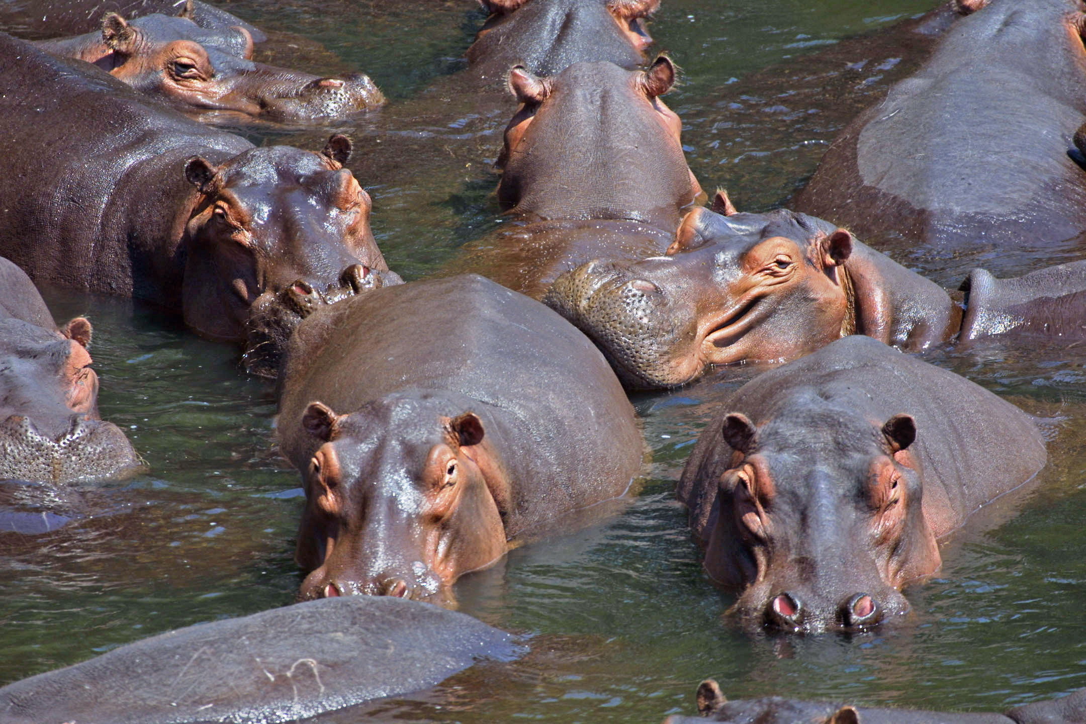 no people, mammal, group of animals, animal themes, nature, animal, animal head, 1080P, day, animals in the wild, outdoors, vertebrate, herbivorous, animal body part, HD Wallpaper
