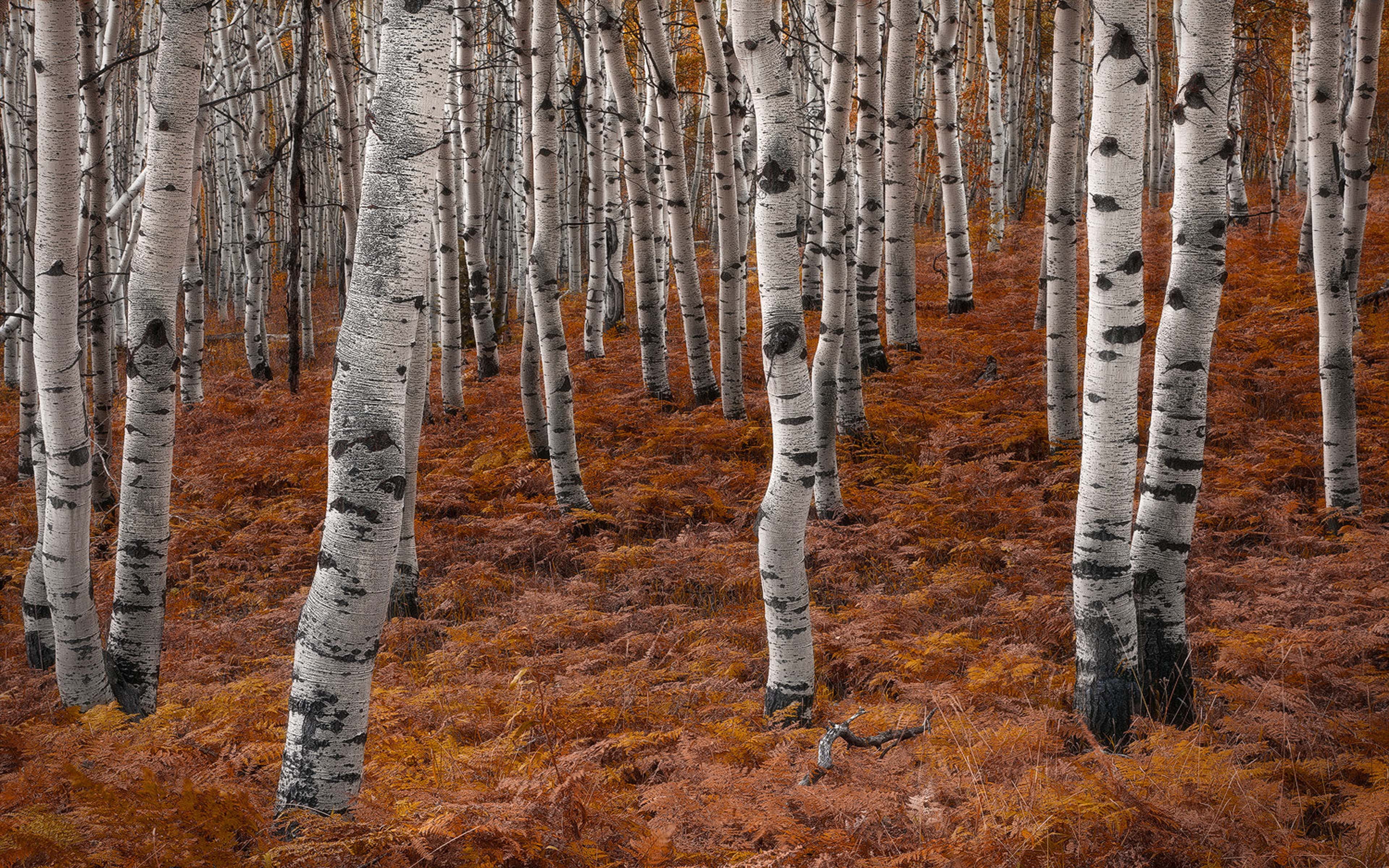 lake, aspen, woodland, android, trunk, photography, non-urban scene, forest, area, no people, landscape, aspens, tranquility, day, main, outdoors, phones, HD Wallpaper