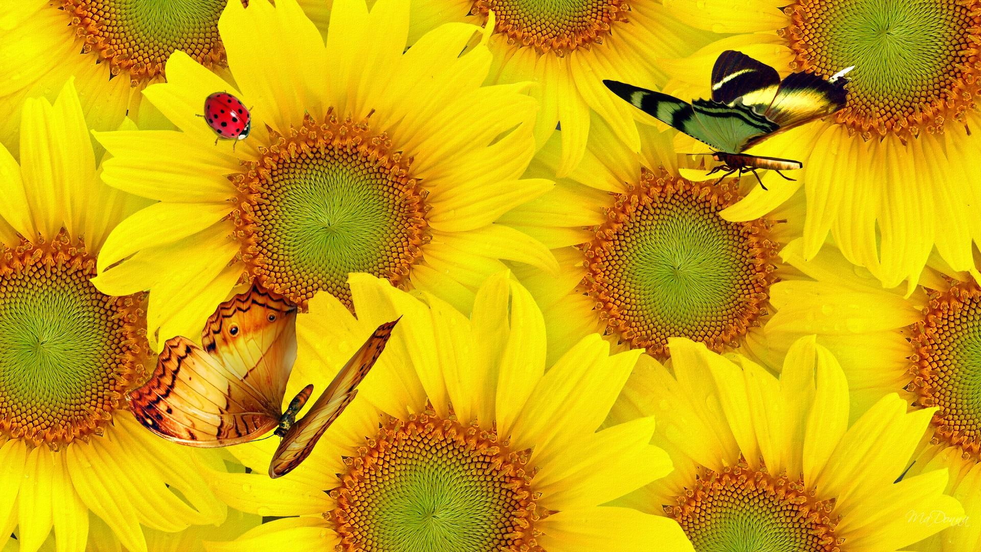 sunflowers, lady bug, summer, bright, 3d and abstract, butterflies, wall, autumn, 1080P, fall, yellow, HD Wallpaper