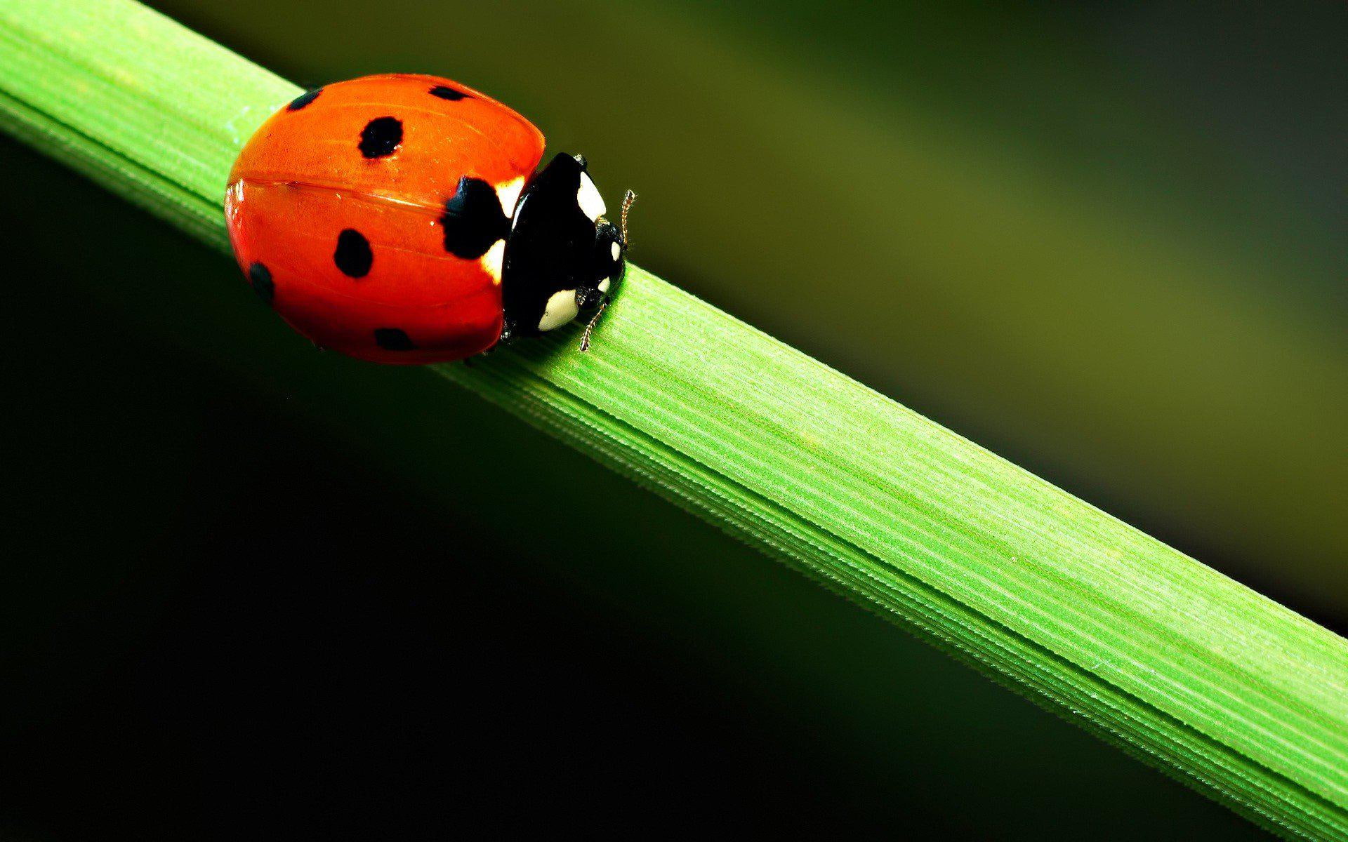 lady, bug, 1080P, insects, nature, background, HD Wallpaper