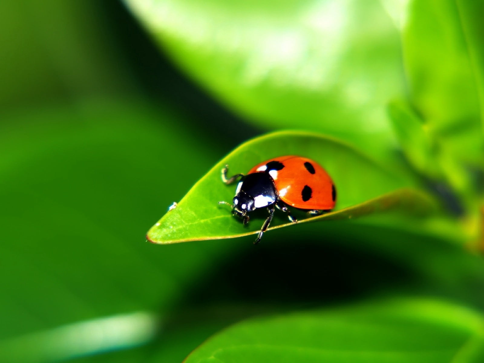 selective focus, environment, close-up, springtime, animal, plant, backgrounds, blade of Grass, red, grass, nature, invertebrate, 720P, outdoors, animals in the wild, HD Wallpaper