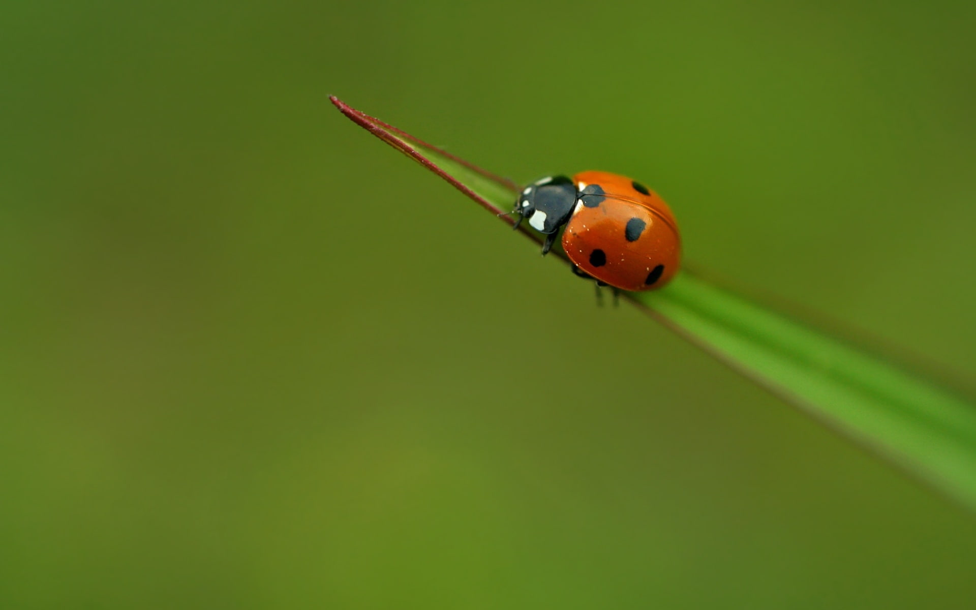 1080P, lady, bug, HD Wallpaper