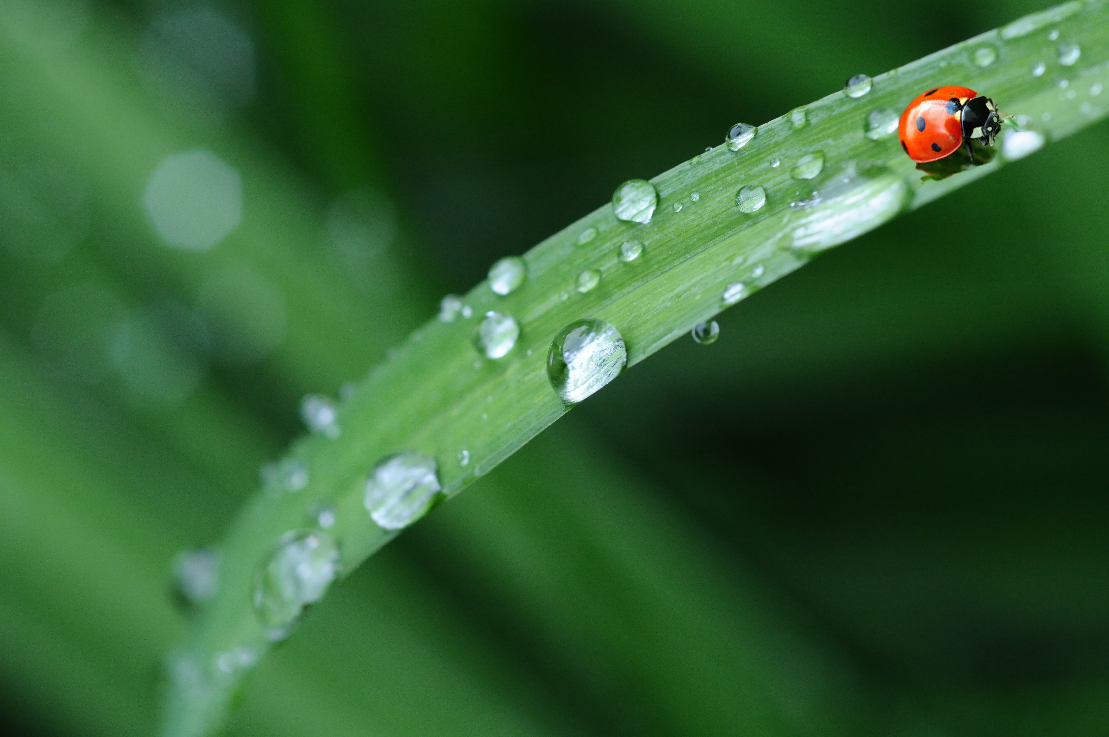 animal themes, freshness, leaf, environment, plant part, droplets, plant, condensation, small, at the edge of, leaves, grass, bug, wet, close-up, lady, HD Wallpaper