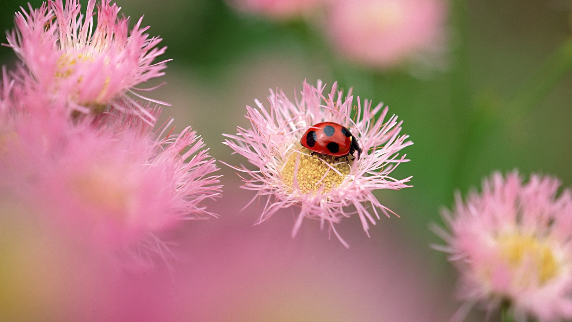 insect, multi Colored, blossom, black, close-up, beauty In Nature, vulnerability, flowers, flower, outdoors, single Flower, formal Garden, flowering plant, HD Wallpaper