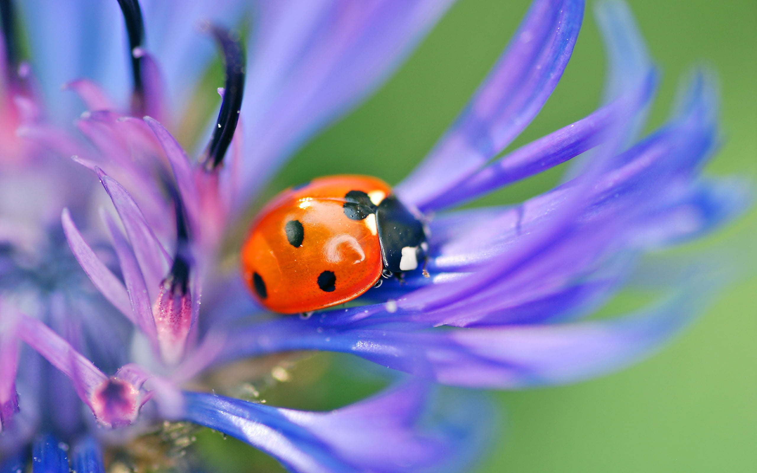 multi Colored, flower head, flowering plant, insects, close-up, beauty In Nature, spotted, flower, insect, animals And Pets, selective focus, outdoors, HD Wallpaper