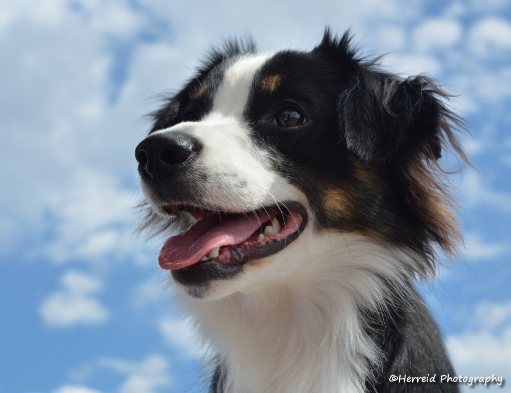 looking away, cloud - sky, purebred dog, vertebrate, animals, animal, animal head, animal themes, looking, nature, mouth open, canine, domestic animals, HD Wallpaper