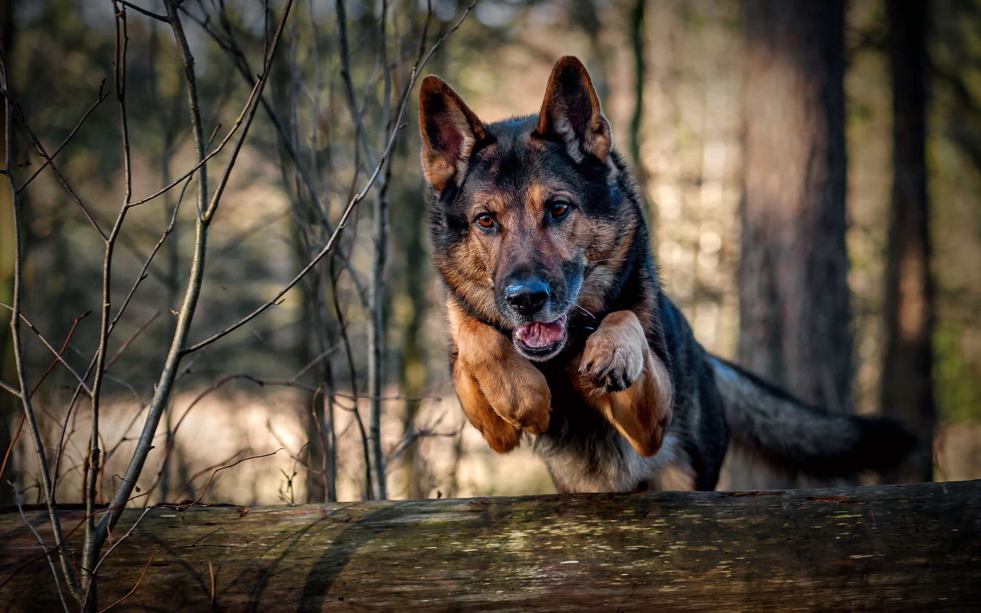 adult, 1080P, jump, tan, black, german, dog, running, shepherd, HD Wallpaper