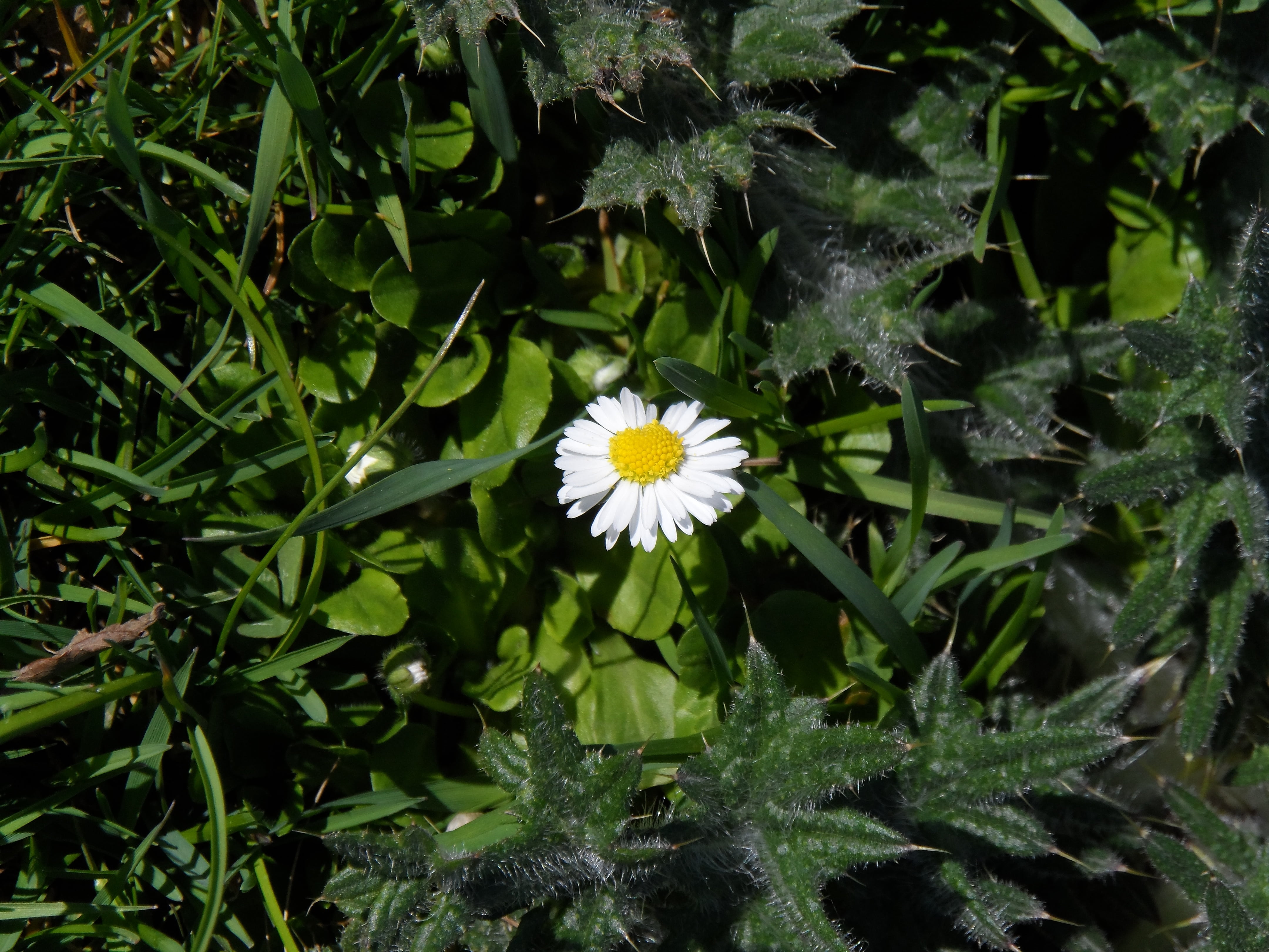 grow, flowering plant, bloom, all year round, green stuff, growth, flower, fragrance, petal, nature, inflorescence, vulnerability, pointed flower, green color, HD Wallpaper