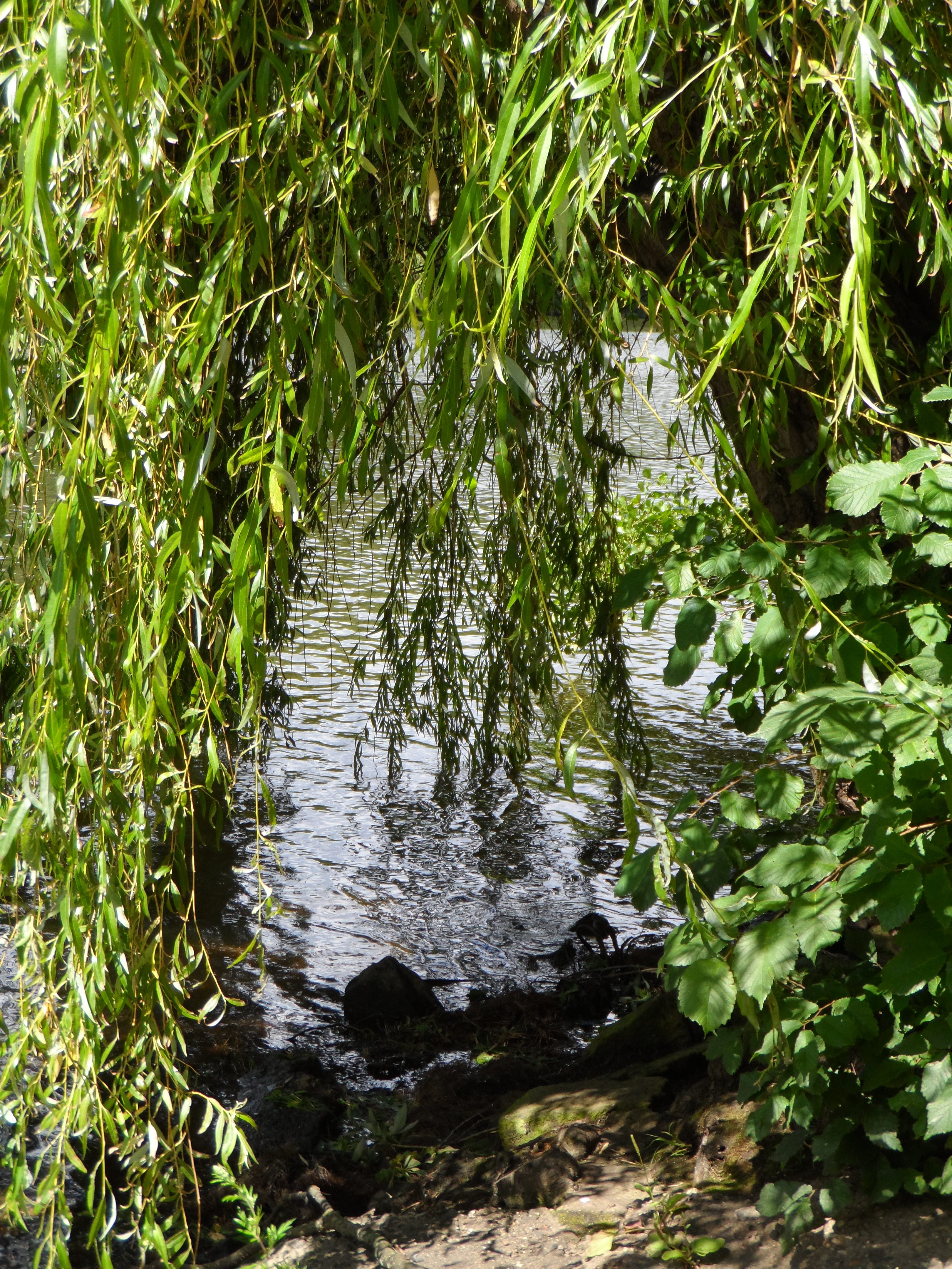 mysterious, flowing water, plant, grove, cool, river, plant part, green, sunlight, green color, nature, day, green stuff, land, summer, tranquility, no people, Phone HD Wallpaper