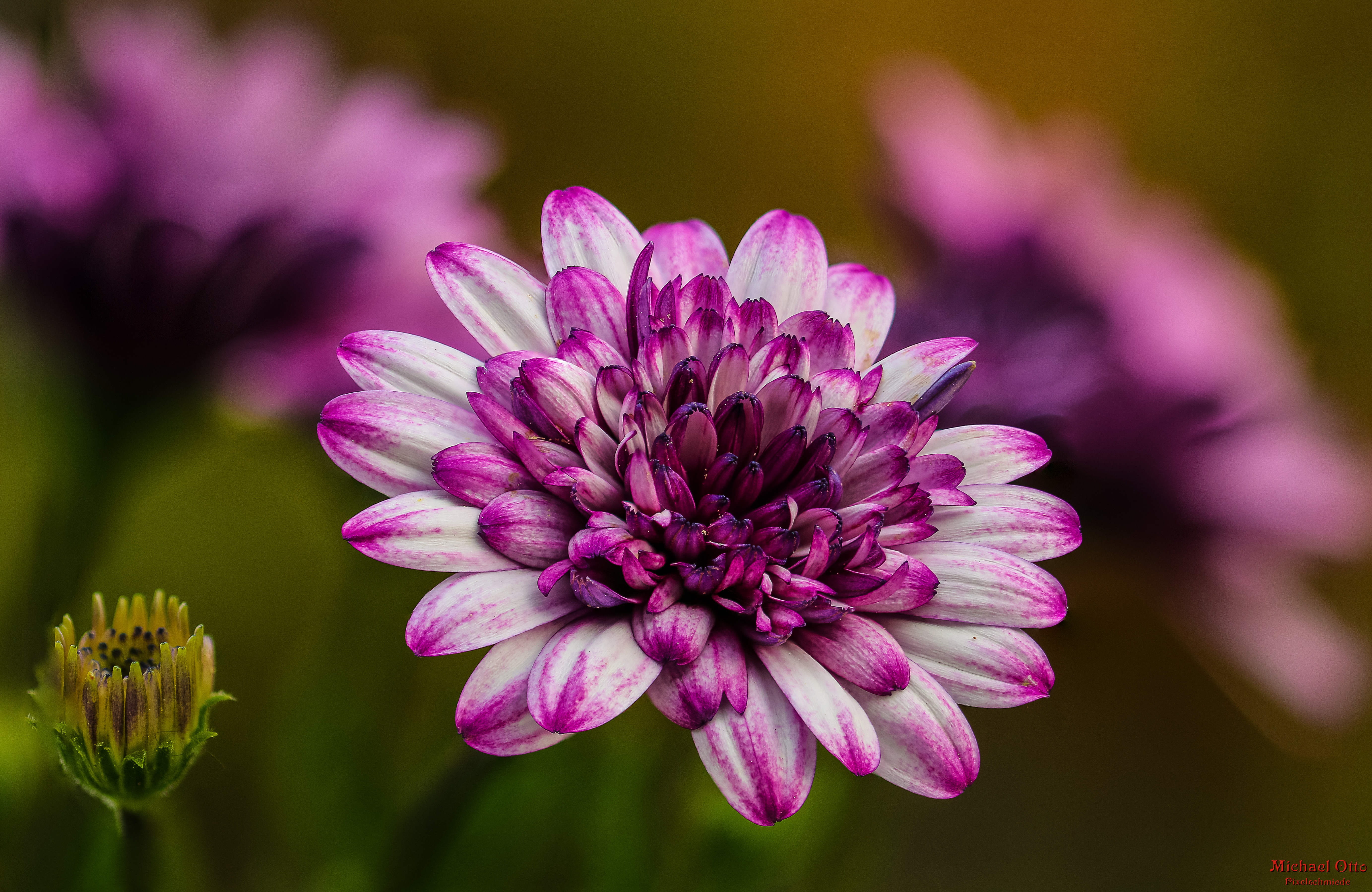 blossom, nature, fragility, flower head, petal, growth, outdoors, pollen, freshness, purple, flowering plant, green stuff, bloom, summer, ornamental garden, HD Wallpaper