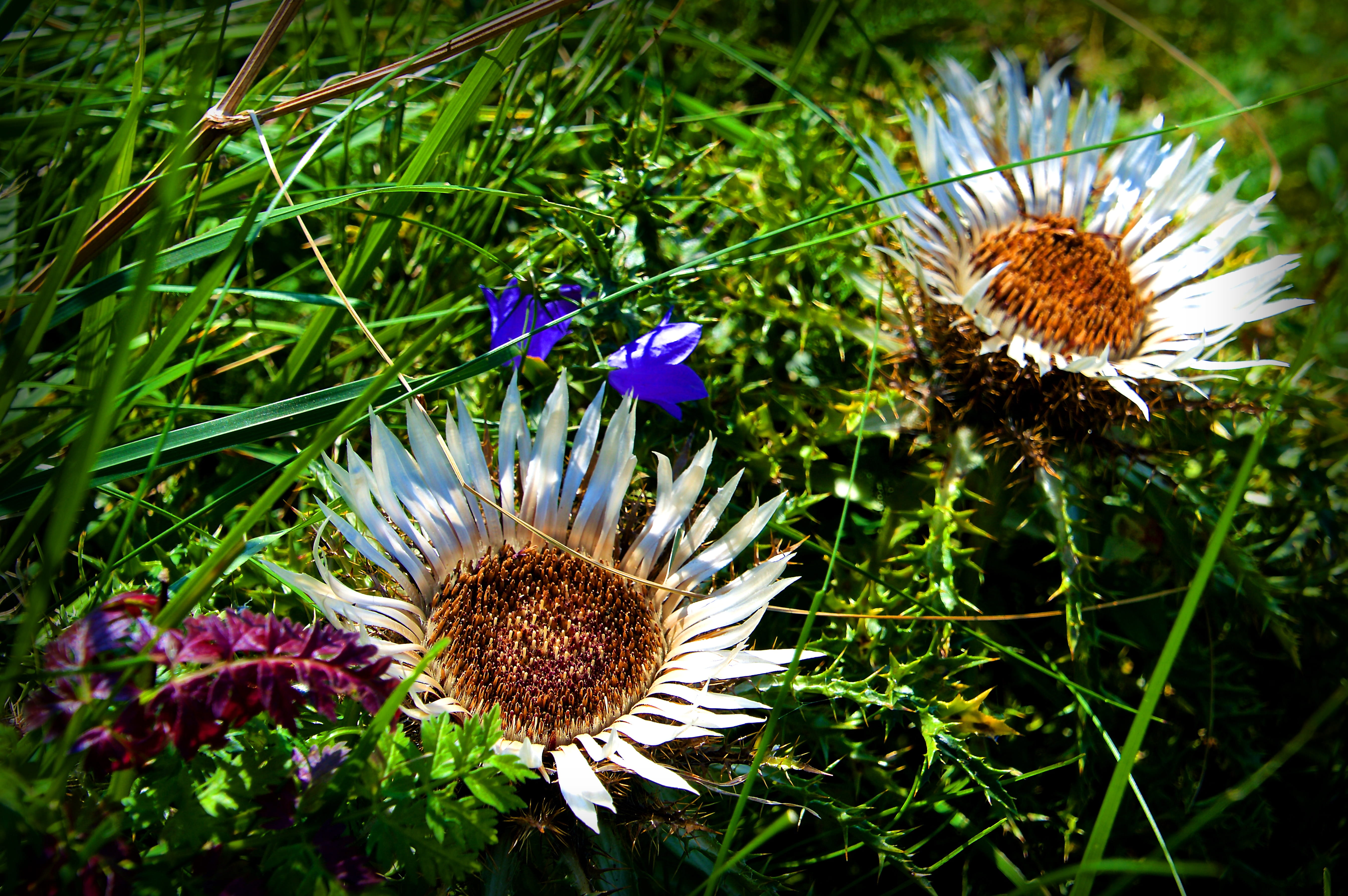 flowering plant, 5K, rest pause, flowers, rest, leisure, recovery, grass, petal, vulnerability, freshness, blue blossom, tour, silver, outdoors, green color, HD Wallpaper