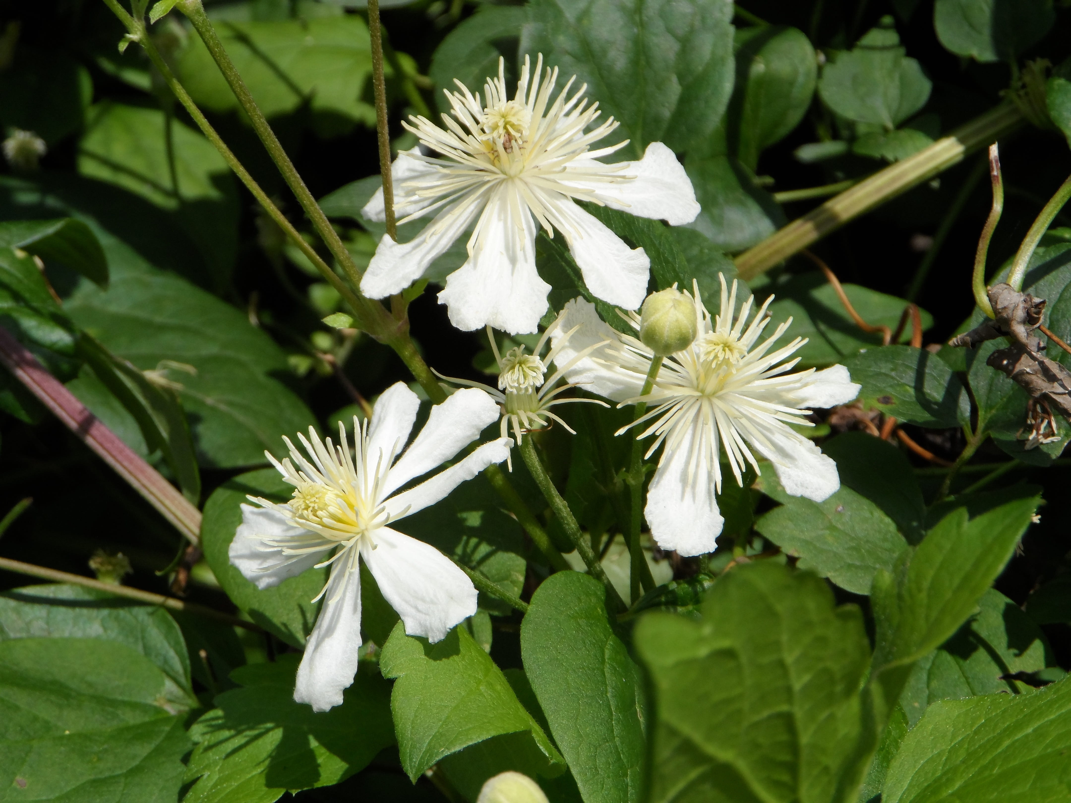hahnenfußgewächs, nature, plant, green color, beauty in nature, 4K, white color, outdoors, green stuff, botany, Summer, Climber, flower head, growth, clematis vitalba, HD Wallpaper