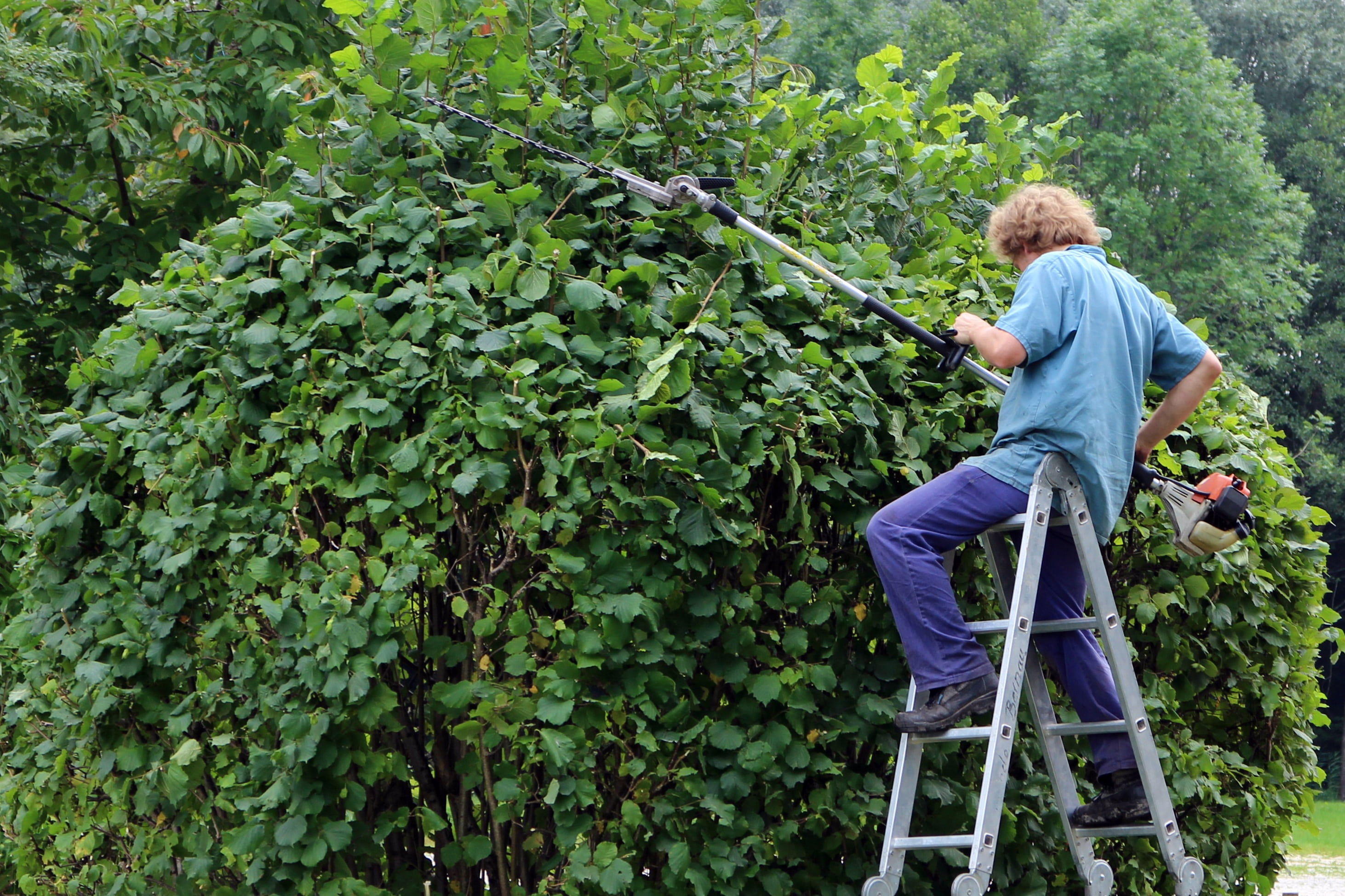 person, frame, hedge trimmer, sitting, pruning, individually, green stuff, nature, growth, leisure activity, man, day, males, gardening, green color, adult, HD Wallpaper