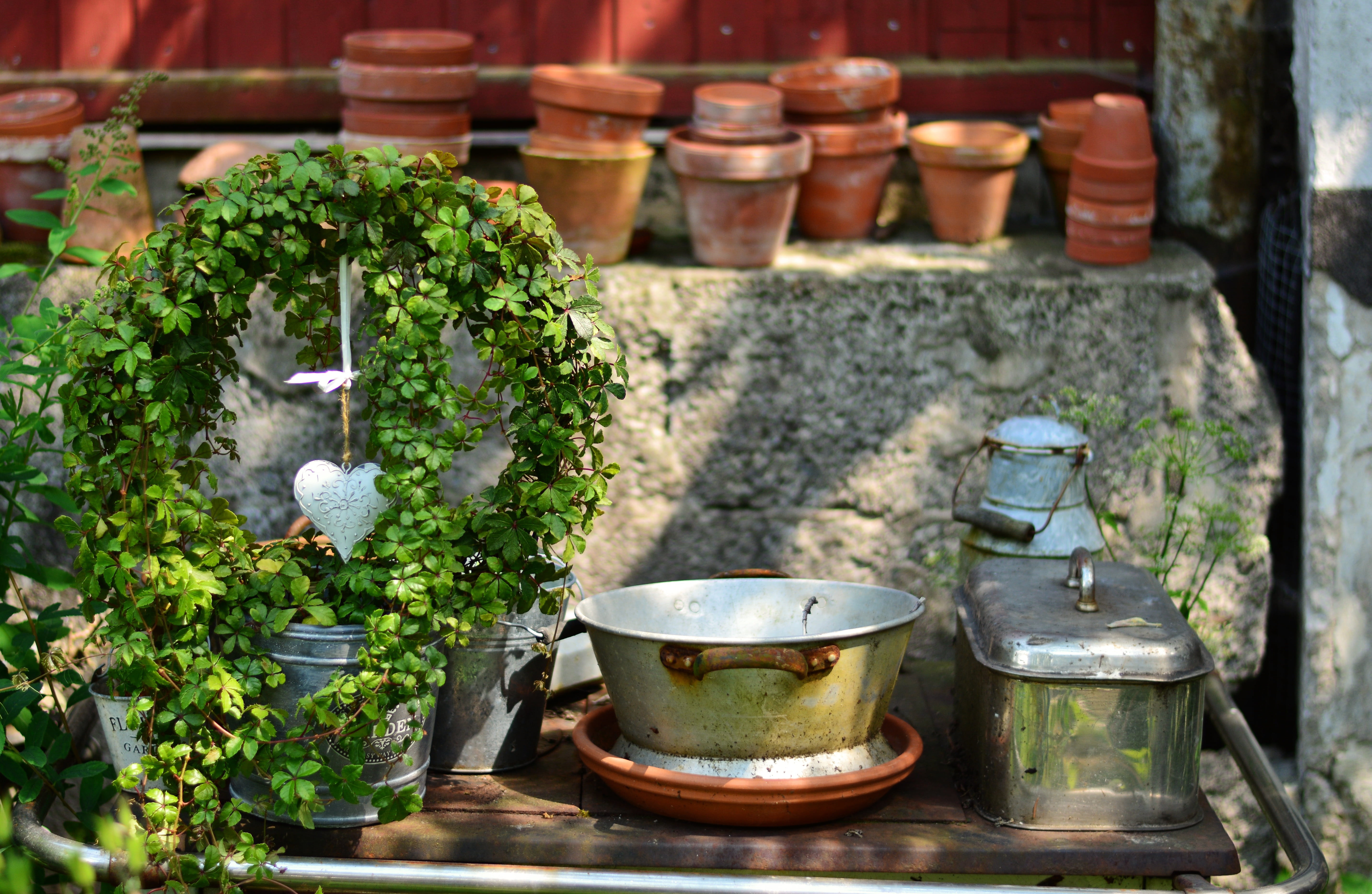 green plant, heart, table, silver, wood - material, old, green color, stockpot, potted plant, entwine, close-up, plant, nature, herb, growth, garden, round, HD Wallpaper