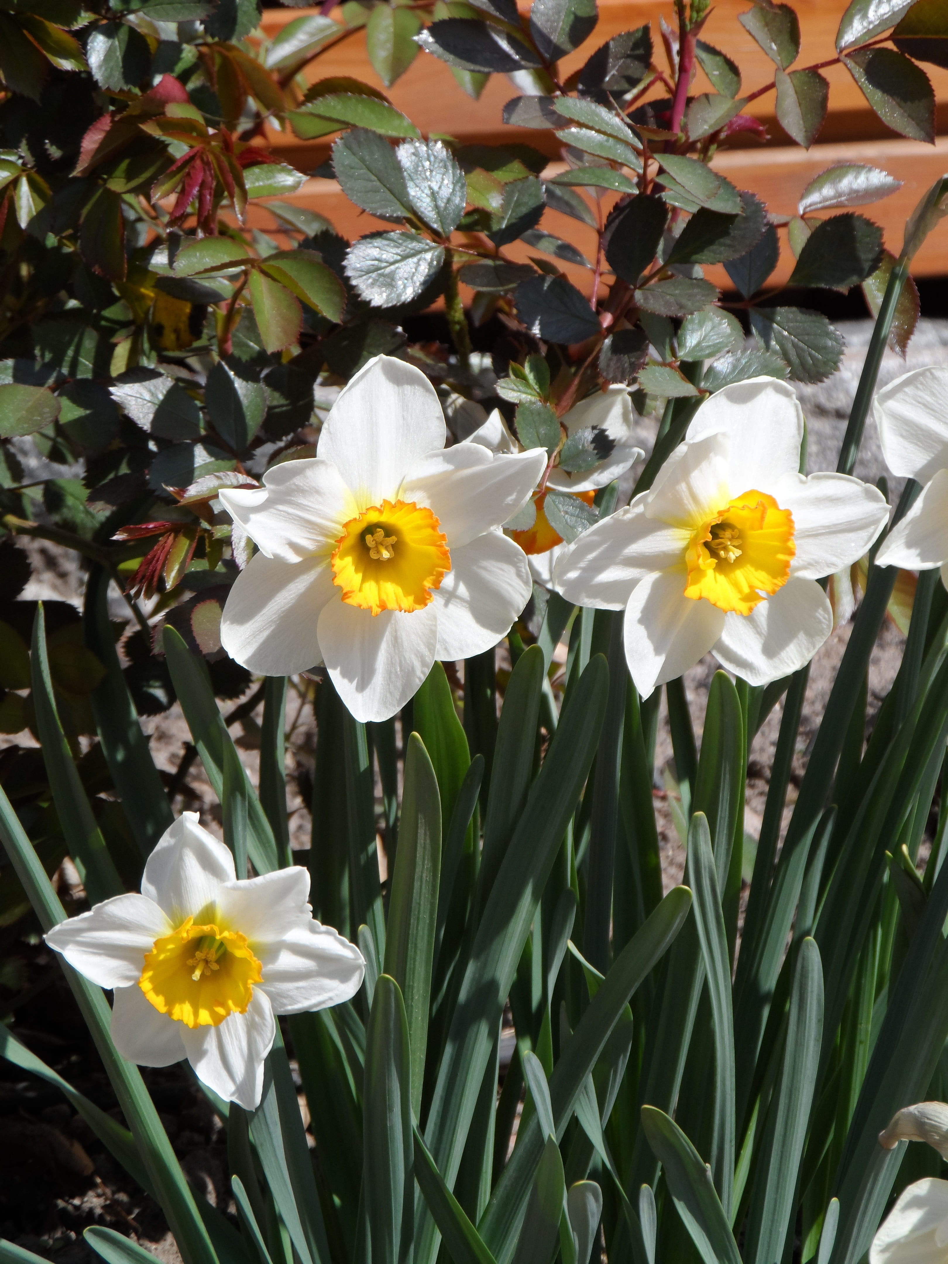 fragrant, pollen, plant, petal, osterglocken, bloom, beauty in nature, green stuff, springtime, daffodil, 4K, daffodils, white, flower, flowering plant, Phone HD Wallpaper