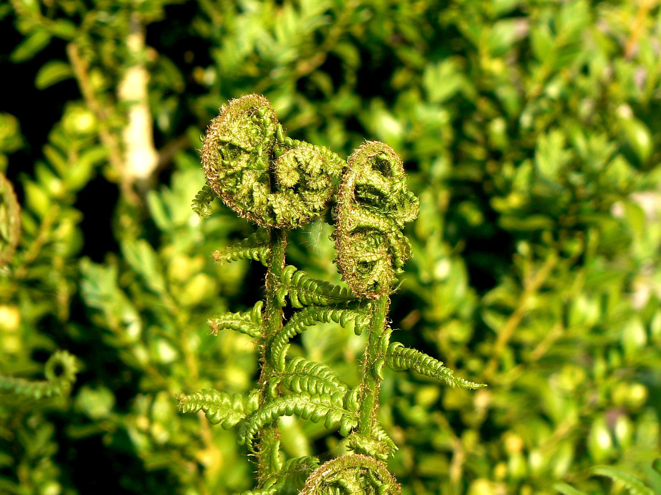 fern, green, leaf fronds, tree, leaf, freshness, focus on foreground, forest, green stuff, sunlight, spores plant, outdoors, plant part, coniferous tree, HD Wallpaper