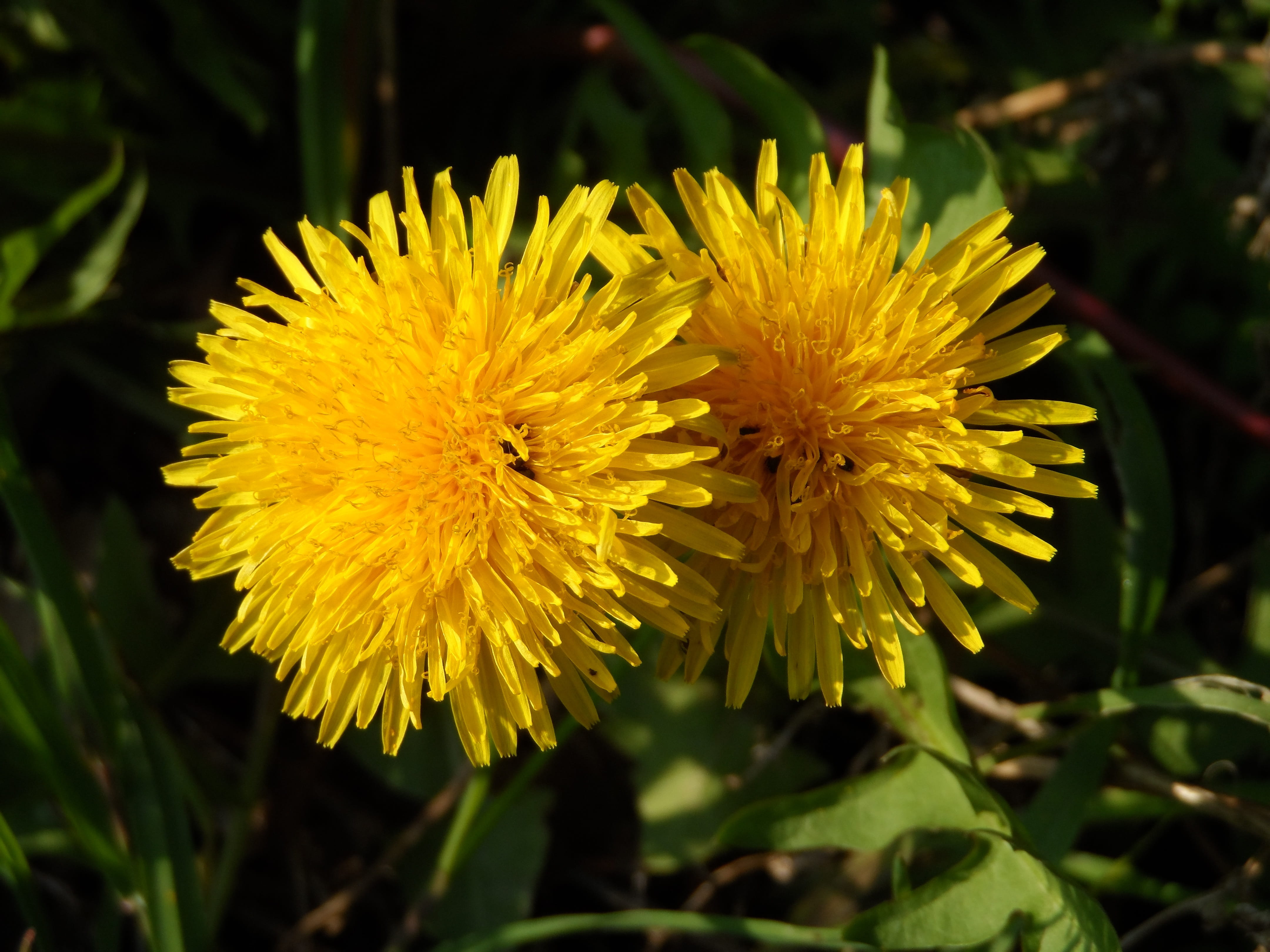 no people, focus on foreground, close-up, Dandelion, petal, field, nature, composites, flower, flower head, beauty in nature, inflorescence, day, pointed flower, HD Wallpaper