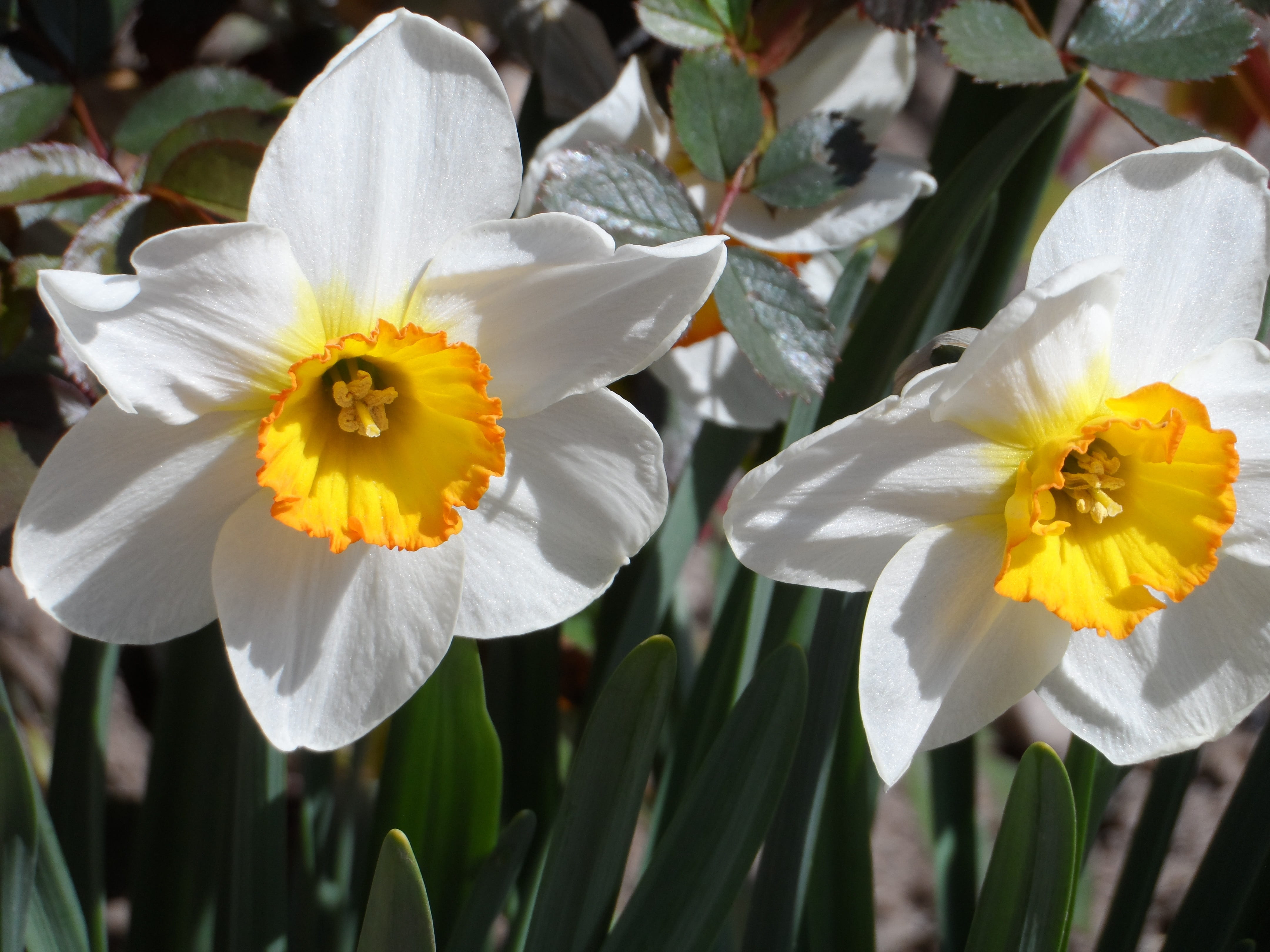 fragility, flowering plant, narcissus, focus on foreground, vulnerability, day, garden, grow, botany, calyx, close-up, petal, outdoors, no people, freshness, HD Wallpaper